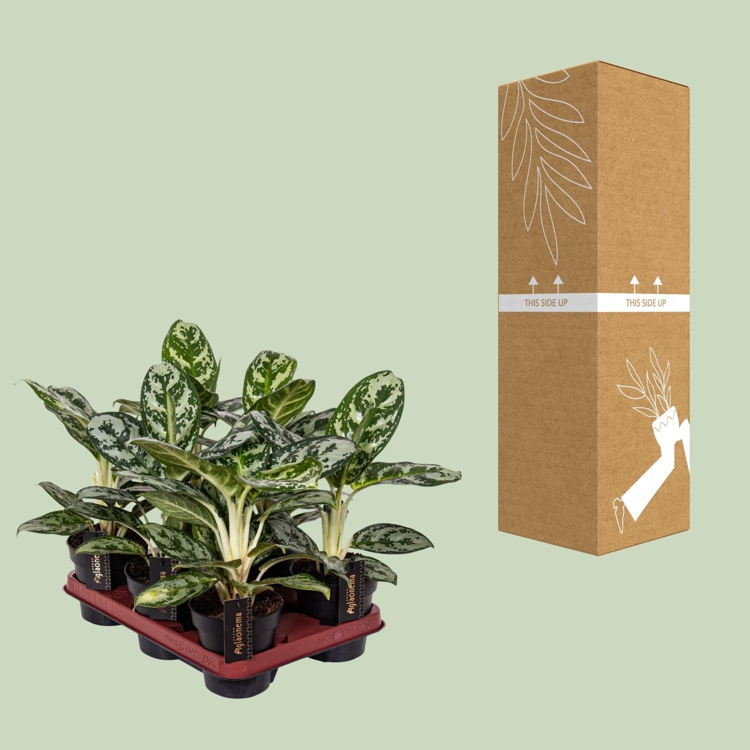 Chinesischer immergrüner Baum - Aglaonema Amazon Silver - Ø12cm - ↕30cm