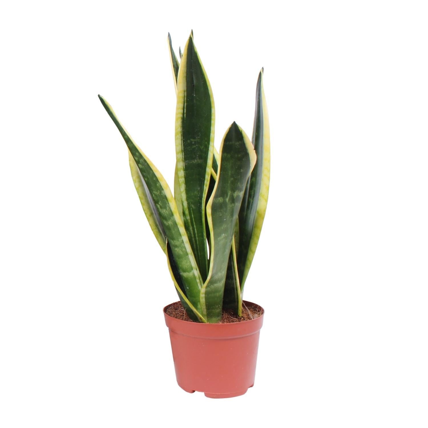 Sansevieria Black Superba - Ø14cm - ↕45cm