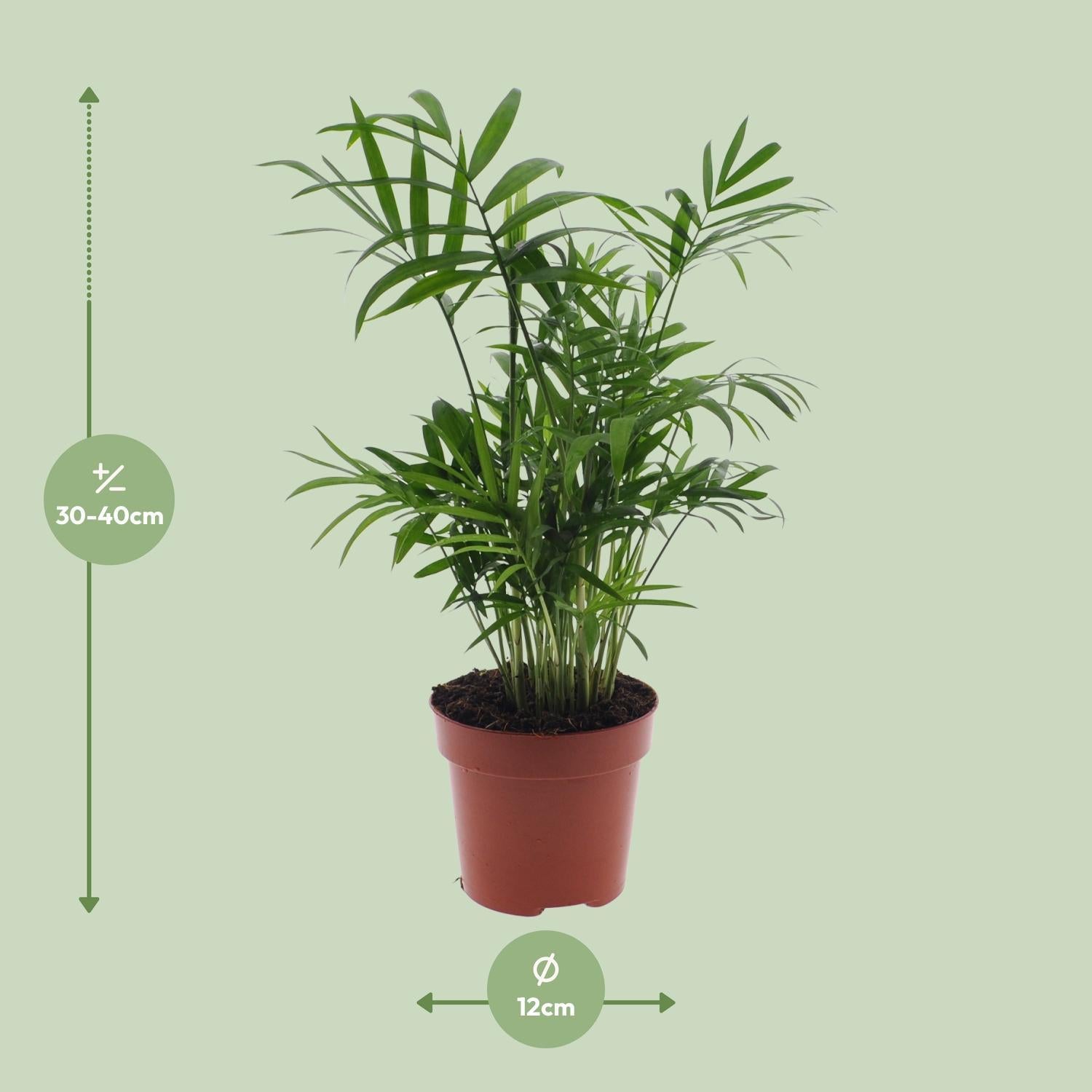 Mexikanische Bergpalme - Chamaedorea Elegans - Ø12 - ↨40cm