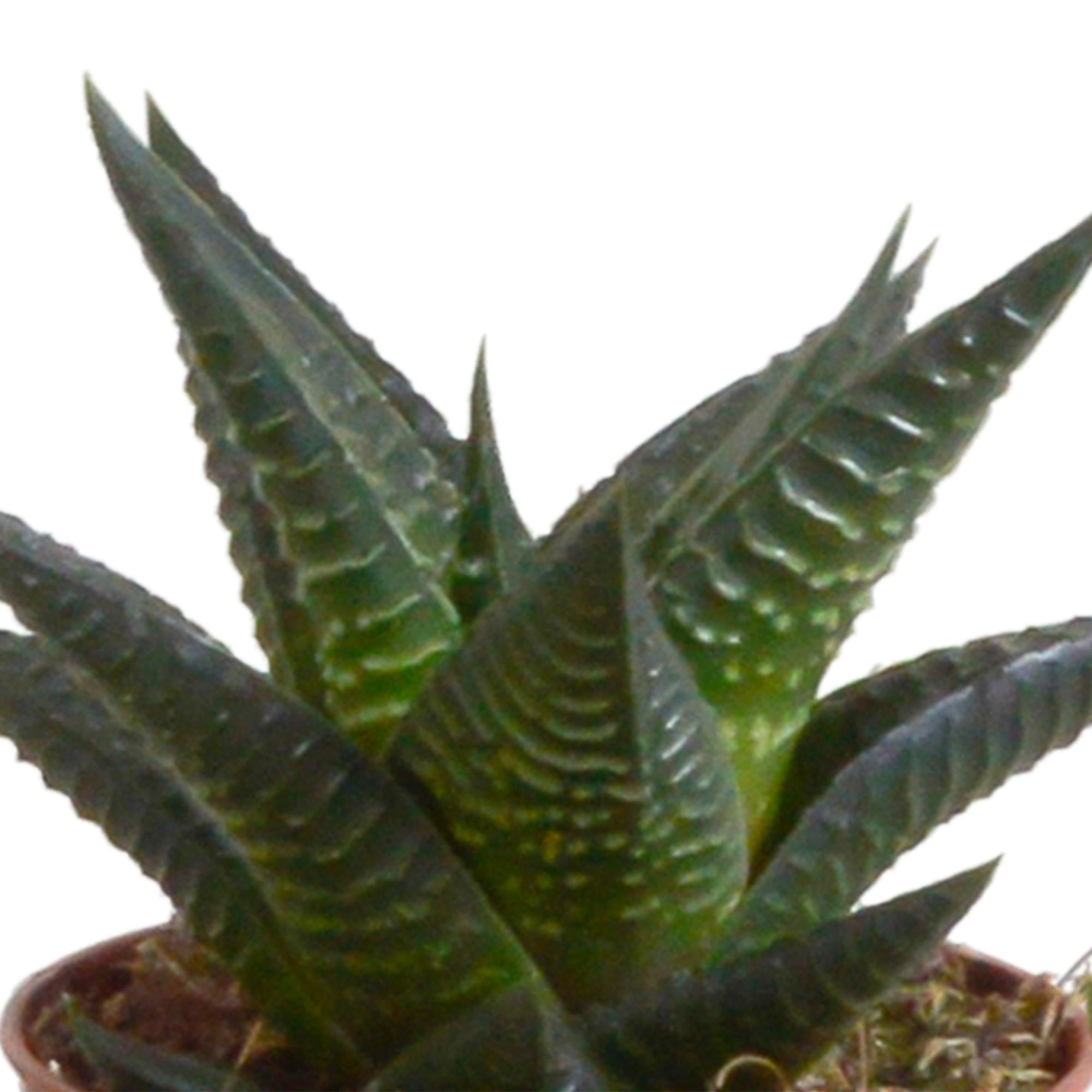 Pflanzen Mix - Gasteria/Haworthia-Mischung 5,5cm - im Terracotta Topf   5 Stück