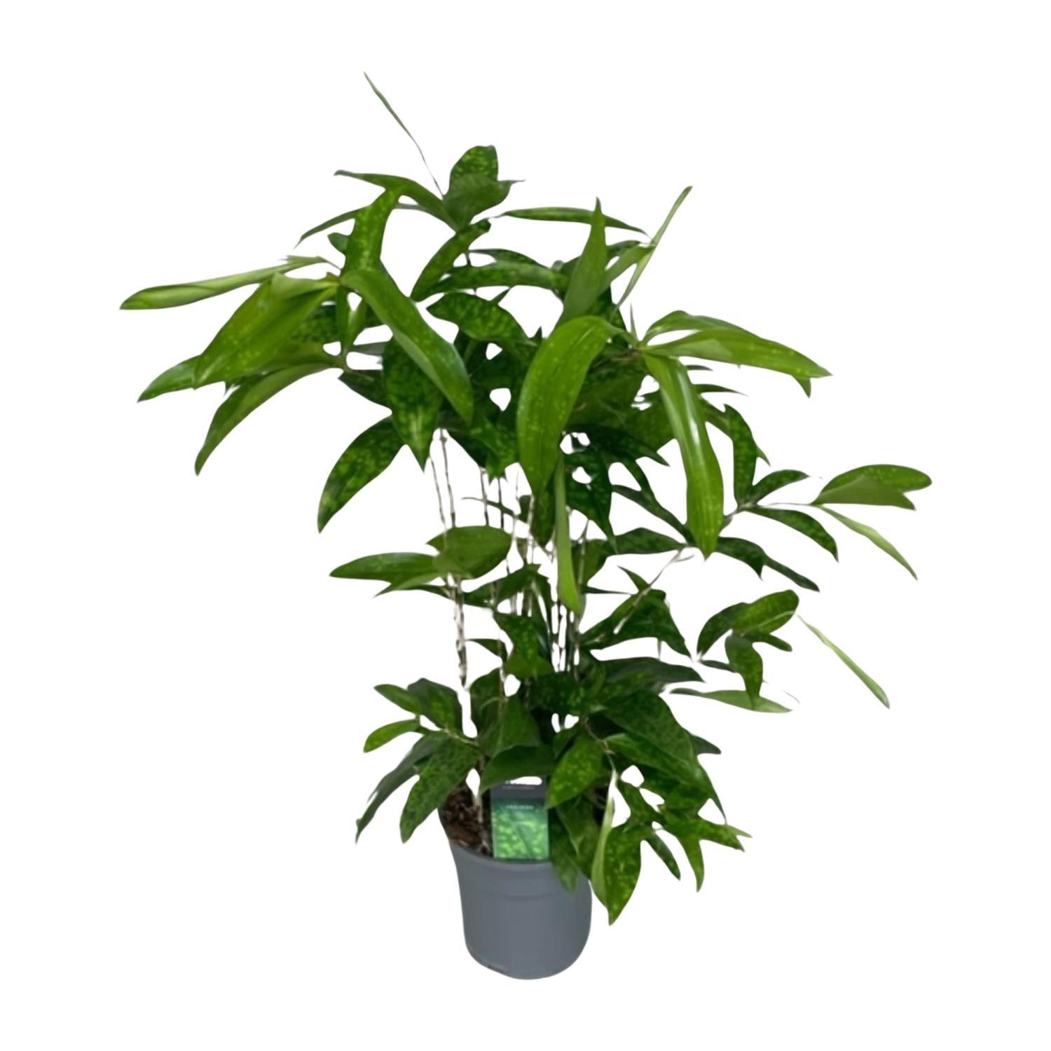 Japanischer Bambus - Dracaena Surculosa - Ø17cm - ↕60cm