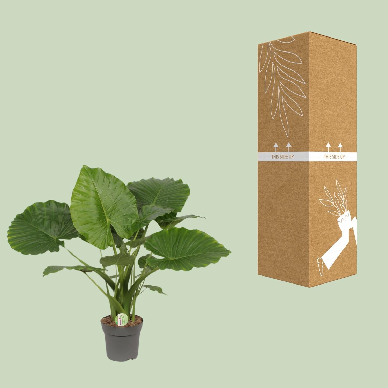 Zwerg-Elefanten-Ohr - Alocasia Gageana California - Ø21cm - ↕80cm