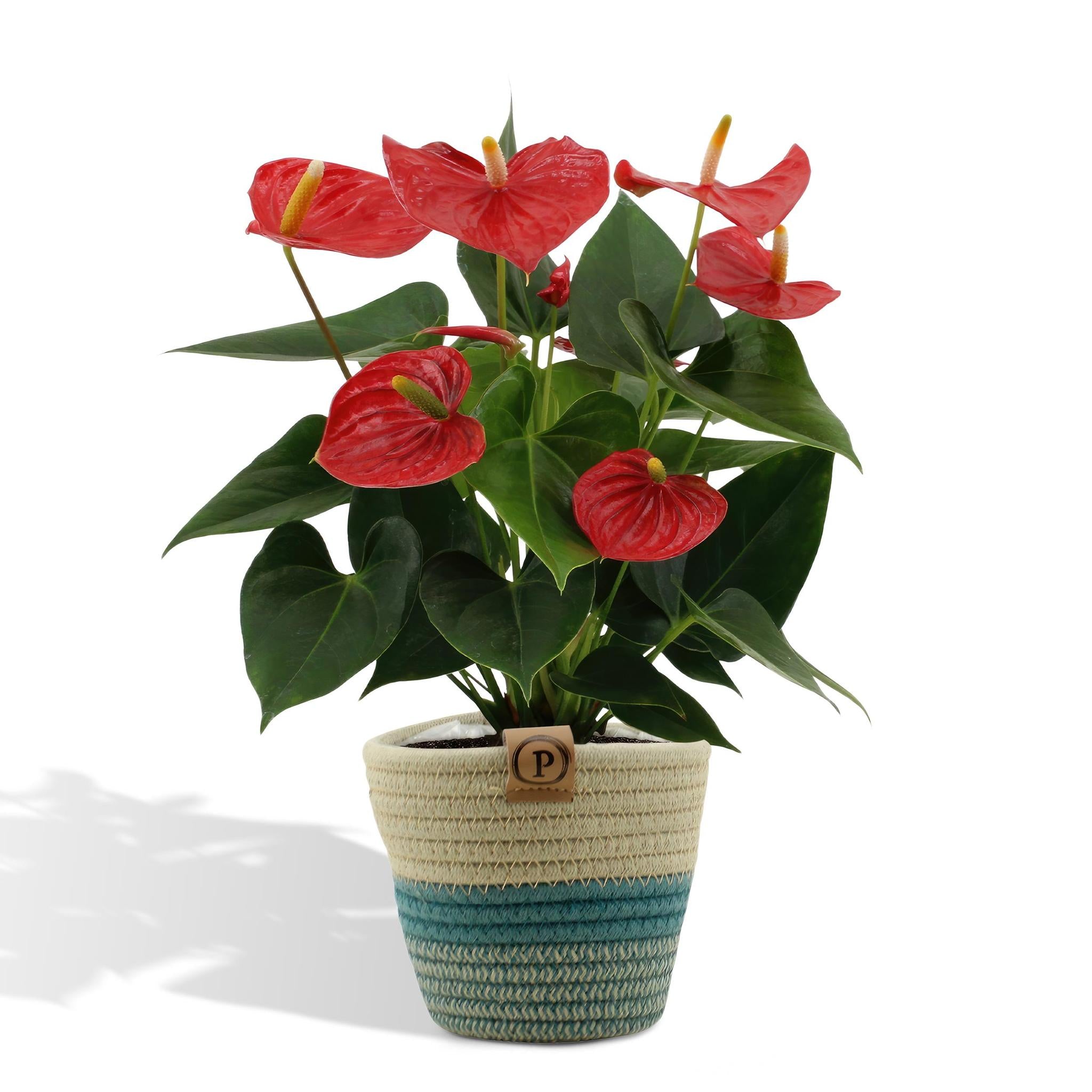 Anthurium andreanum Esudo incl. PURE Korb - 45cm - Ø12