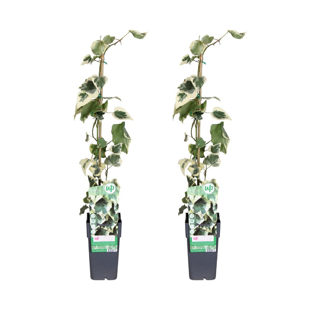 Kaukasischer Efeu - Hedera colchica Dentata Variegata -  weiß grüner Efeu- 2 Stück