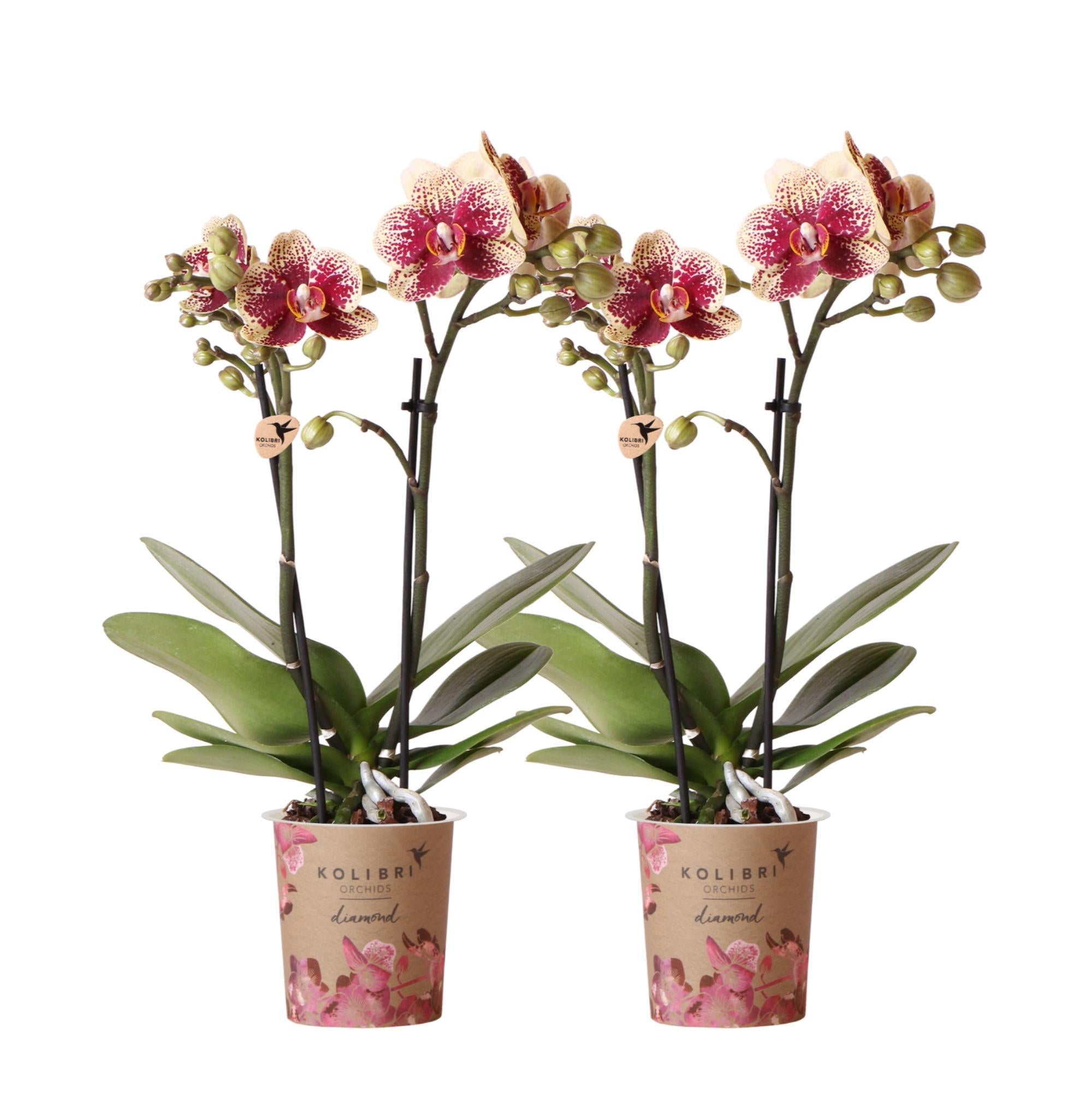 Kolibrie-orchideeën | COMBI DEAL van 2 geelrode Phalaenopsis orchideeën - Spanje - potmaat Ø9cm | bloeiende kamerplant - vers van de veredelaar