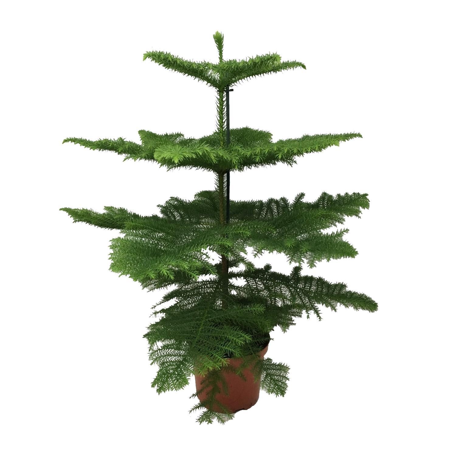 Norfolktanne  - Araucaria Heterophylla - Ø21 - ↨70cm