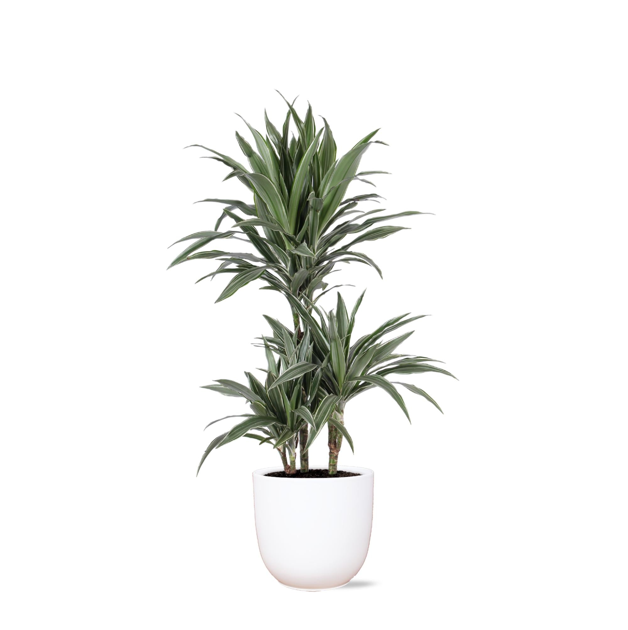 Drachenbaum Warneckei - Dracaena Warneckii Ø21cm - ↕65cm in Boule Topf weiß