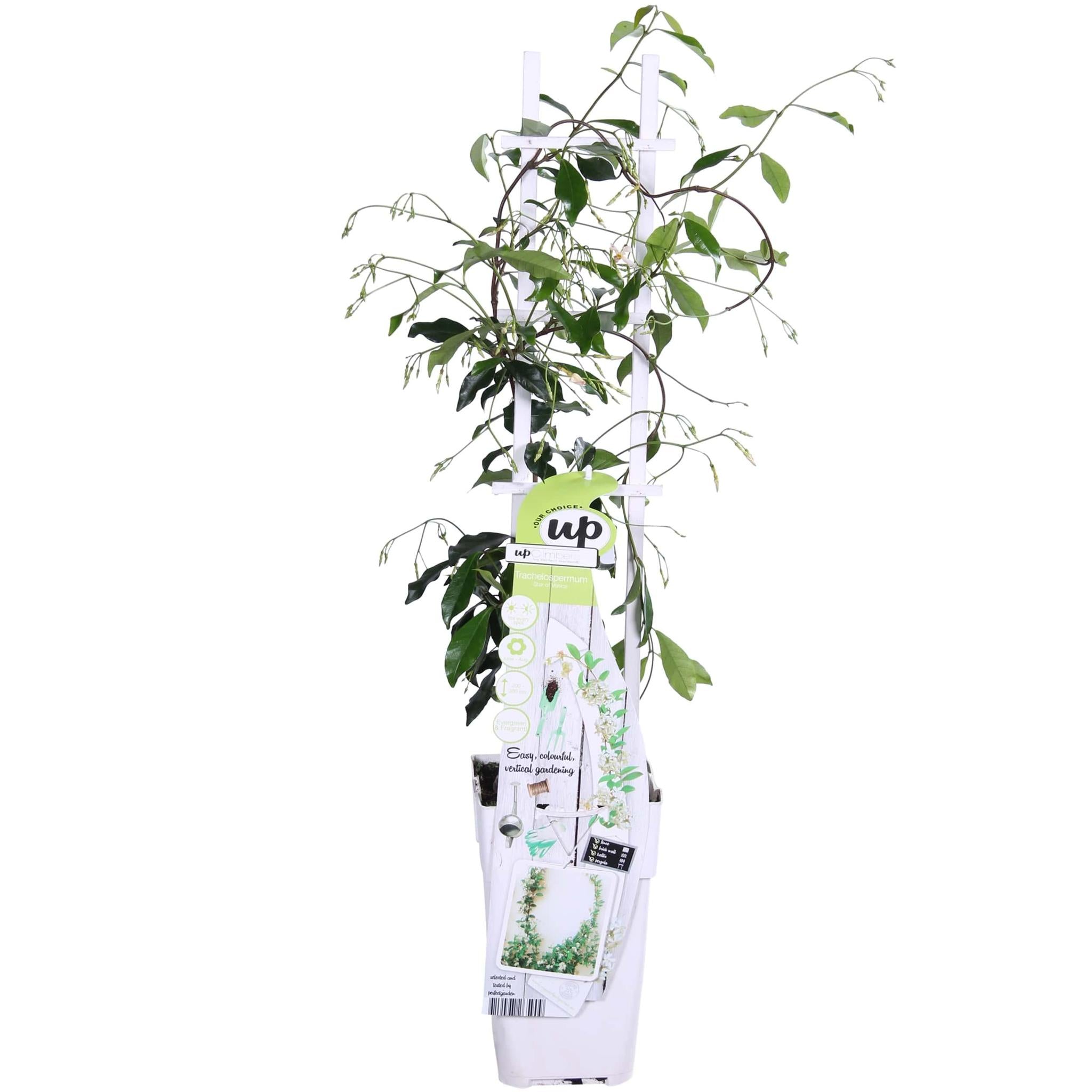 Sternjasmin - Trachelospermum 'Star of Venice' - Ø15cm - ↕65cm