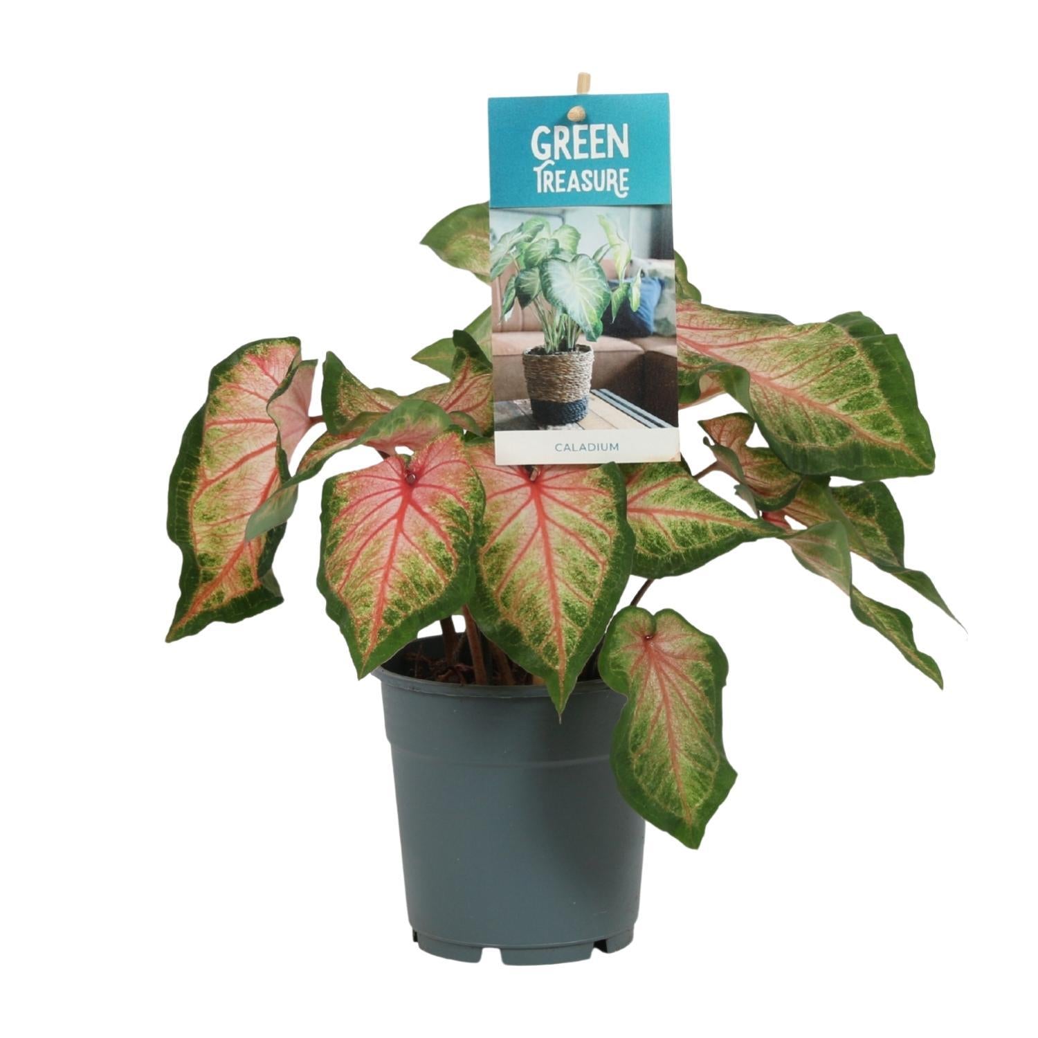 Caladium Roos - Ø12cm - ↕25cm