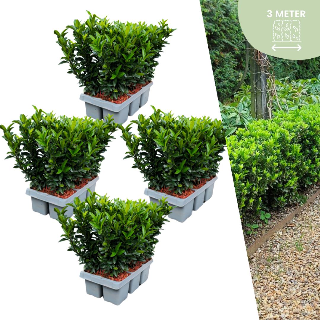 Spindelstrauch 'Green Spire - Euonymus 'Green Spire' Hecke - 24 Stück x Ø 7 cm ↨ 15 cm  4x6 Stück