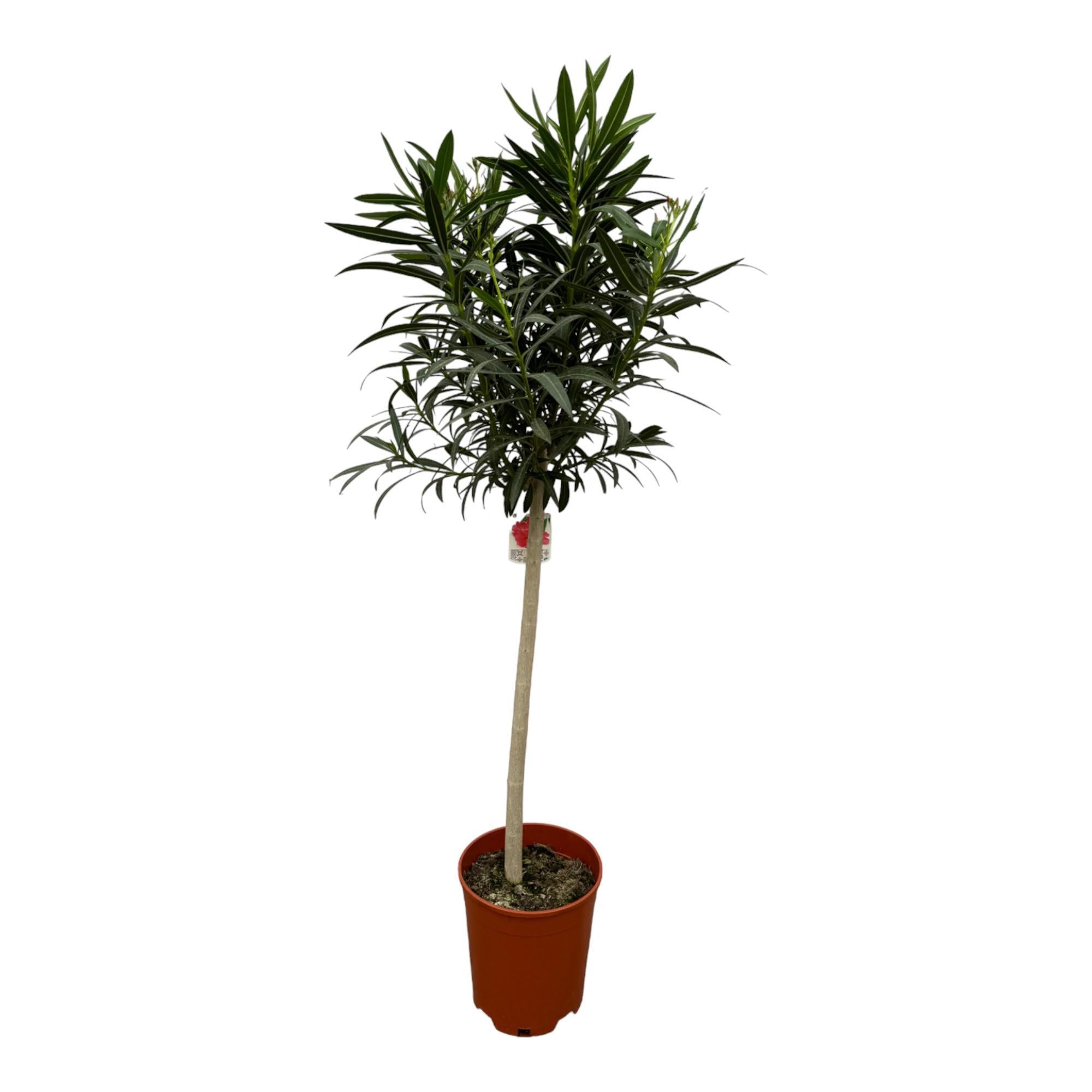 Nerium Oleander auf Stiel mit rosa Blüte – 110 cm – Ø22