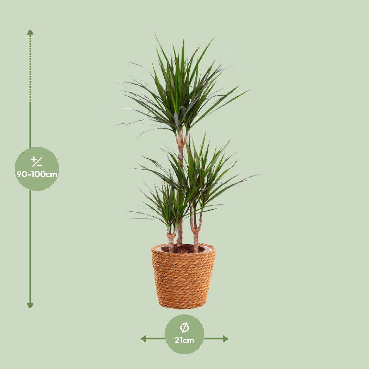 Drachenbaum - Dracaena Marginata - Ø21cm - ↕95cm Basket Korb Natur Beige