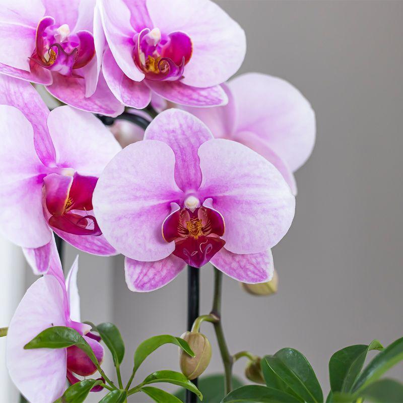 Orchidee rosa Phalaenopsis Orchidee - Niagara Fall - Topfgröße Ø9cm | blühende Zimmerpflanze - frisch vom Züchter