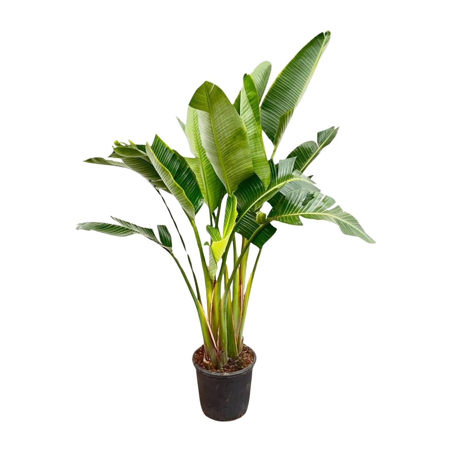 Strelitzia Augusta multi stamm - 200cm - ø30