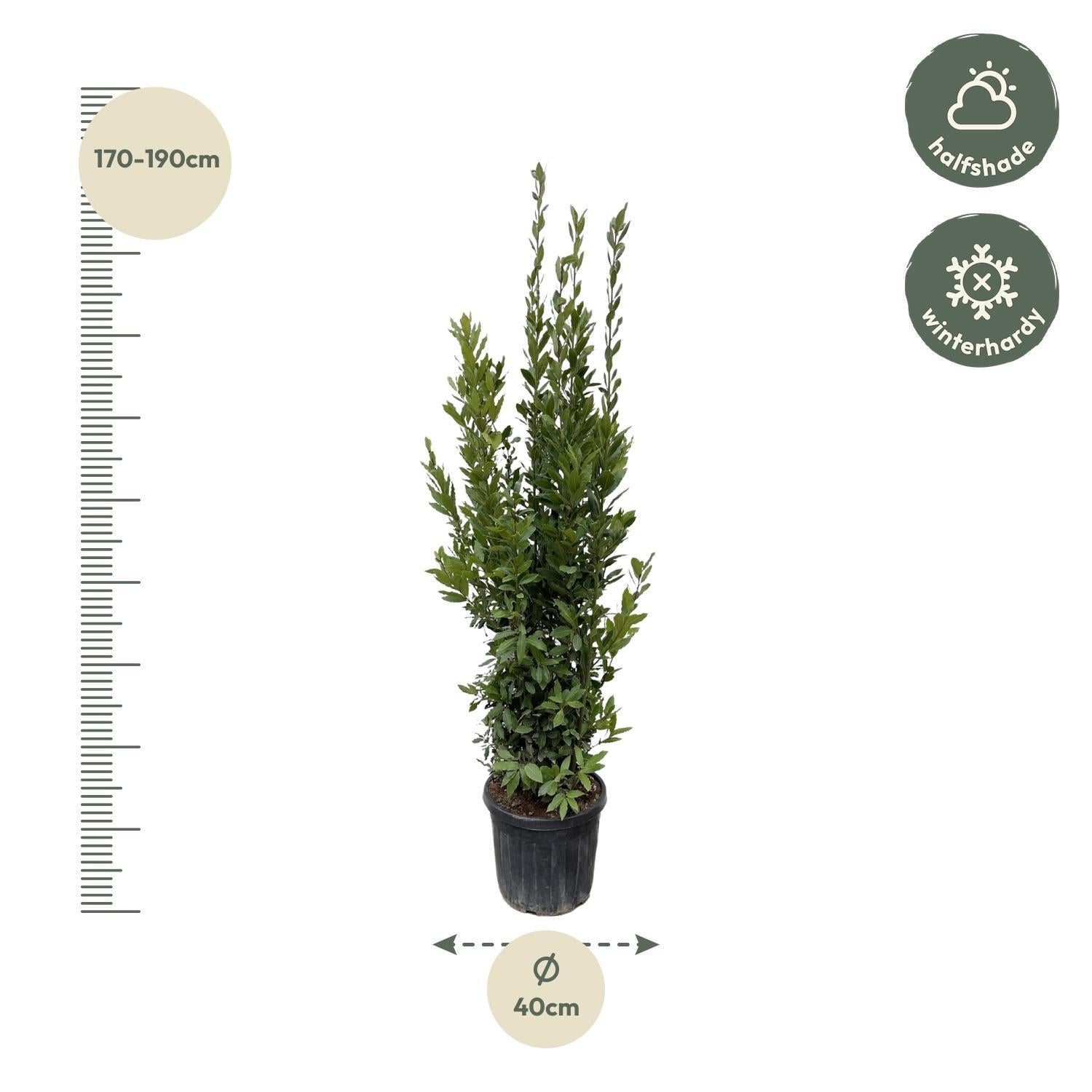 Lorbeerstrauch - Laurus Nobilis - 180 cm - ø40