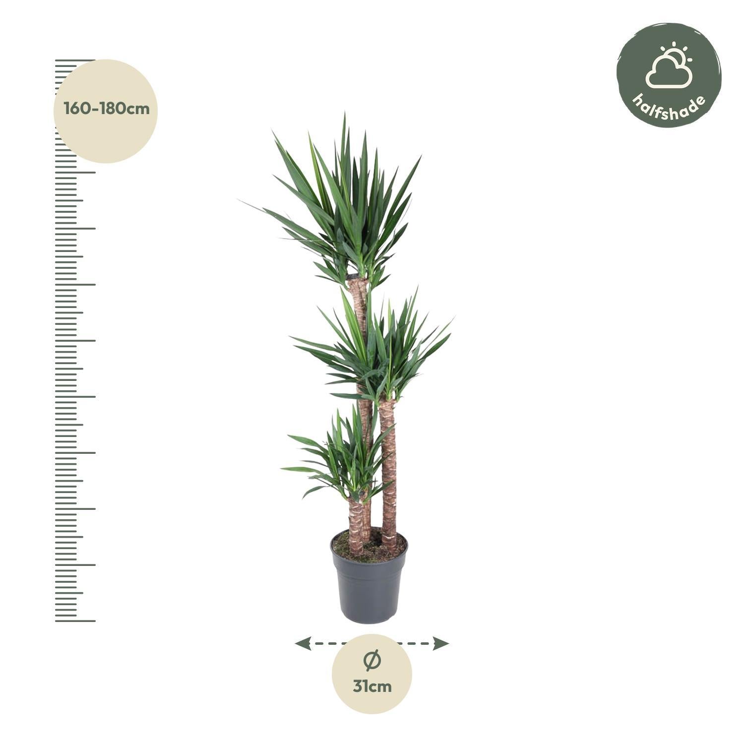 Yucca Olifantipe - 170 cm - ø31