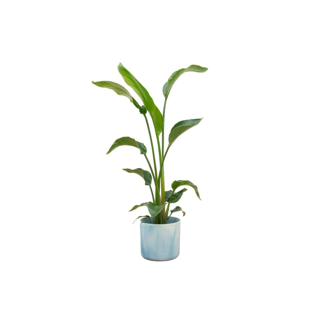 Strelitzia Nicolai inclusief elho Ocean Round Topf atlantisch blau Ø22 - 100 cm