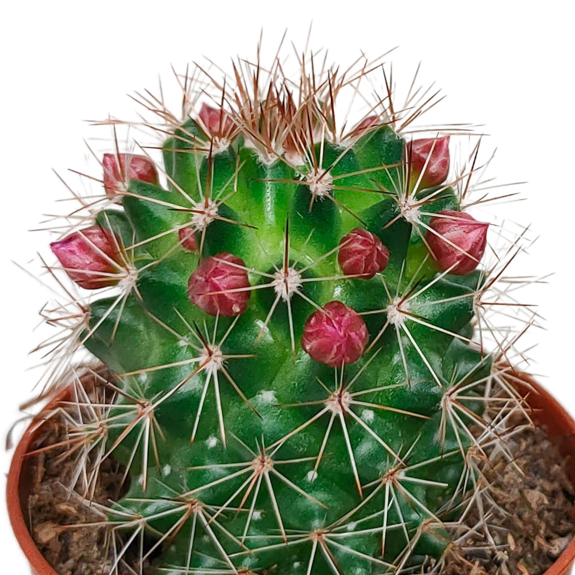 Cactusmix 5,5 cm - zonder pot bloeiend - 5x