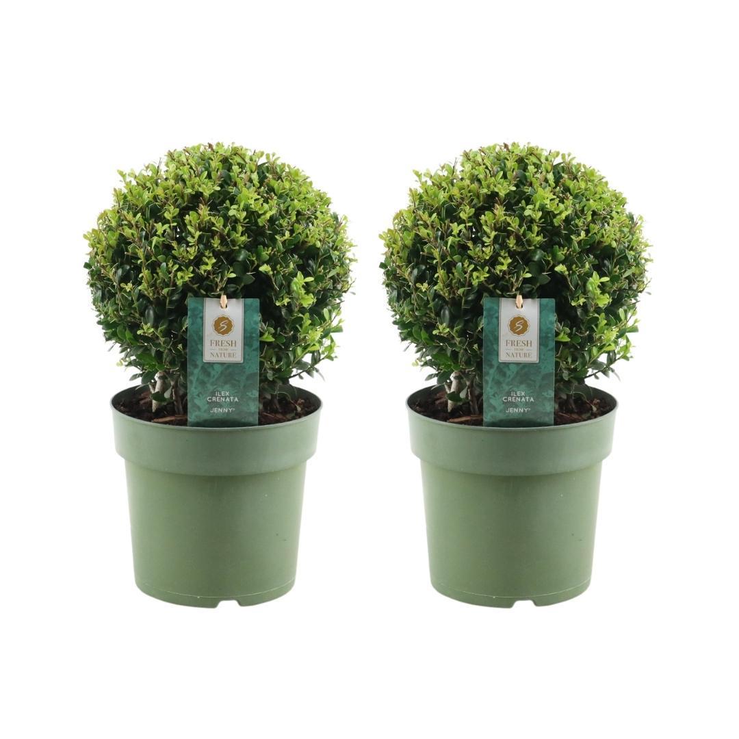 Japanische Stechpalme - Ilex crenata ´Jenny´ Ball - 20 cm Ø Durchmesser   2 Stück