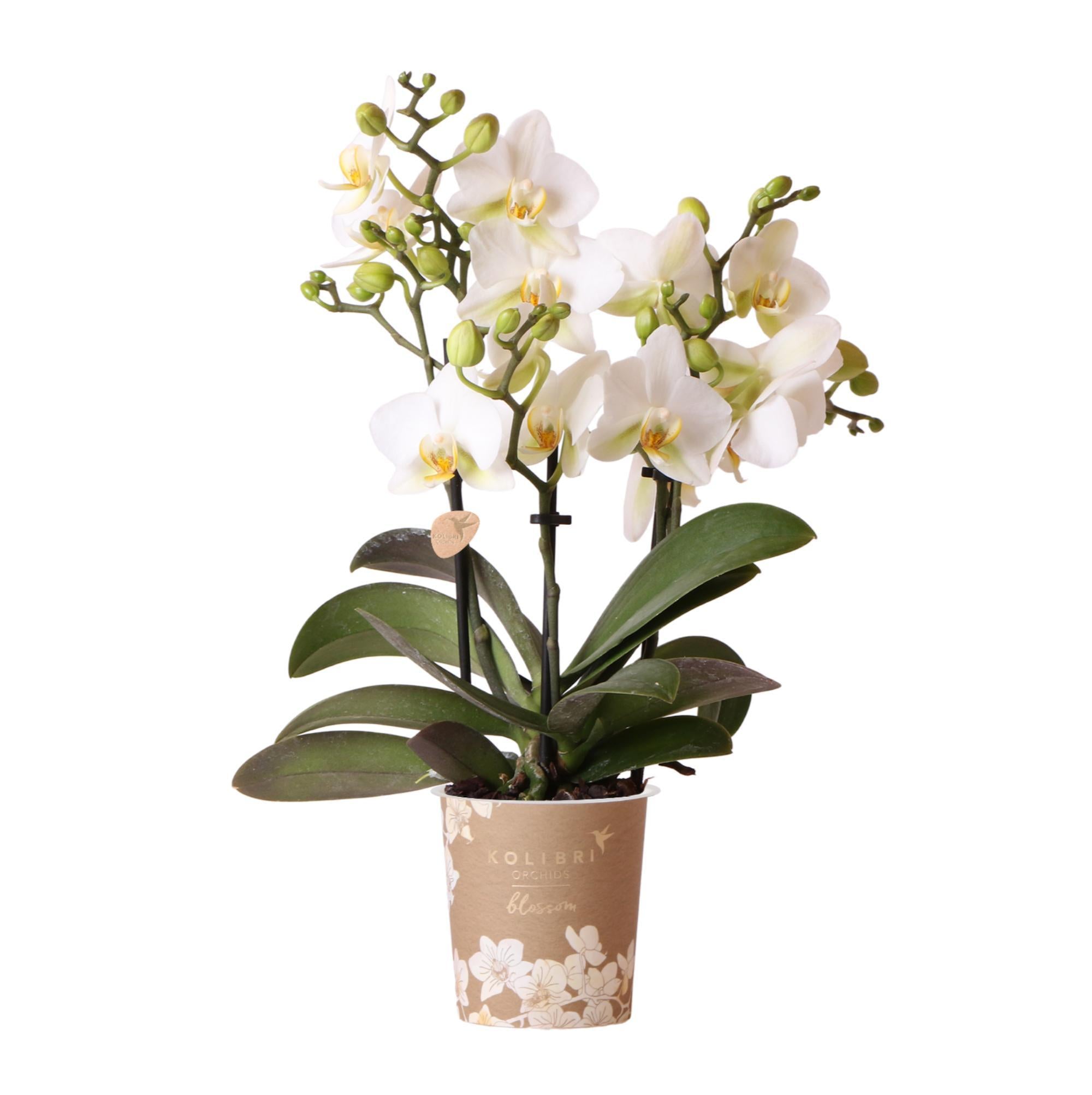 Kolibrie-orchideeën | Witte Phalaenopsis orchidee - Lausanne - potmaat Ø9cm | Bloeiende kamerplant - vers van de veredelaar