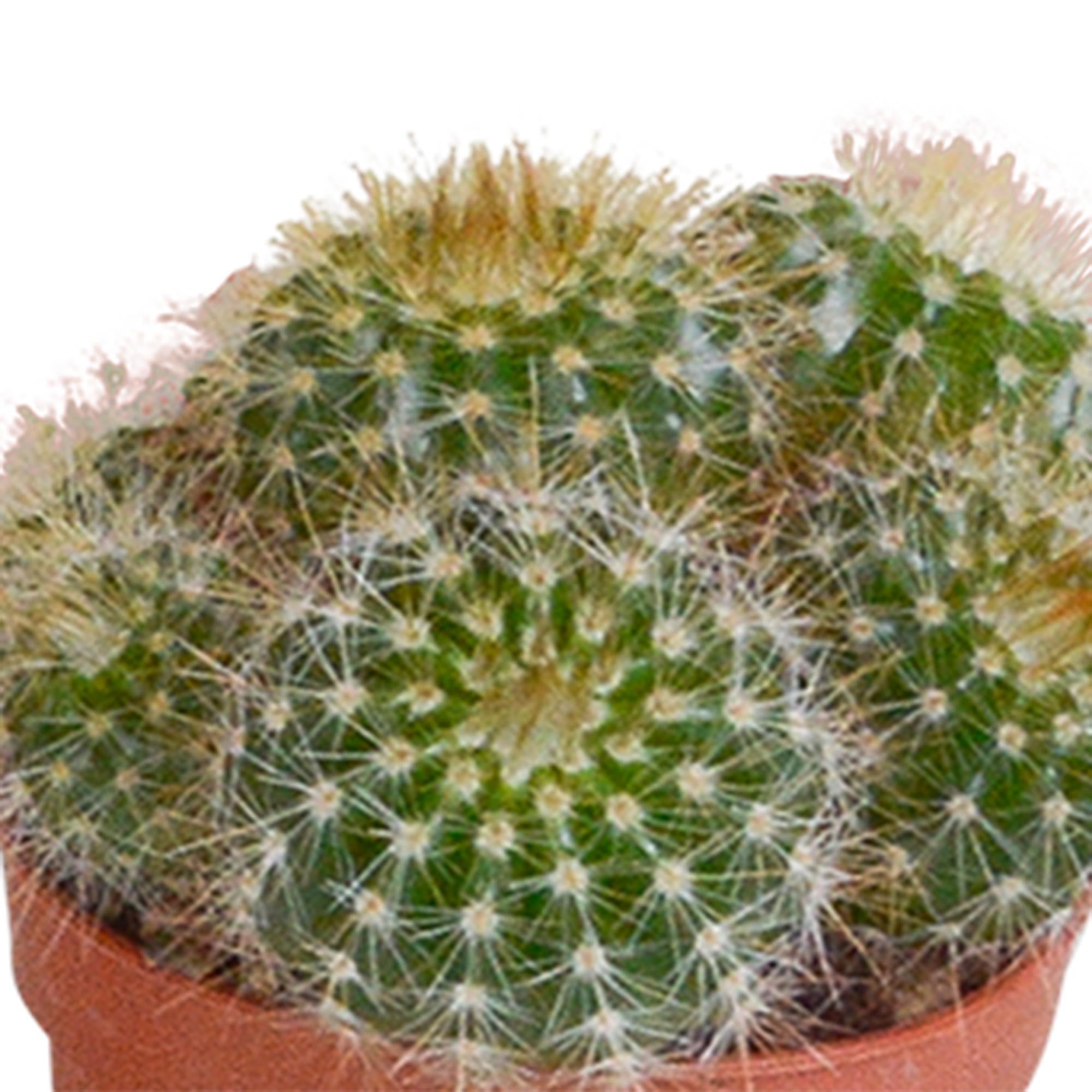 Cactusmix 5,5 cm - 10x - zonder pot