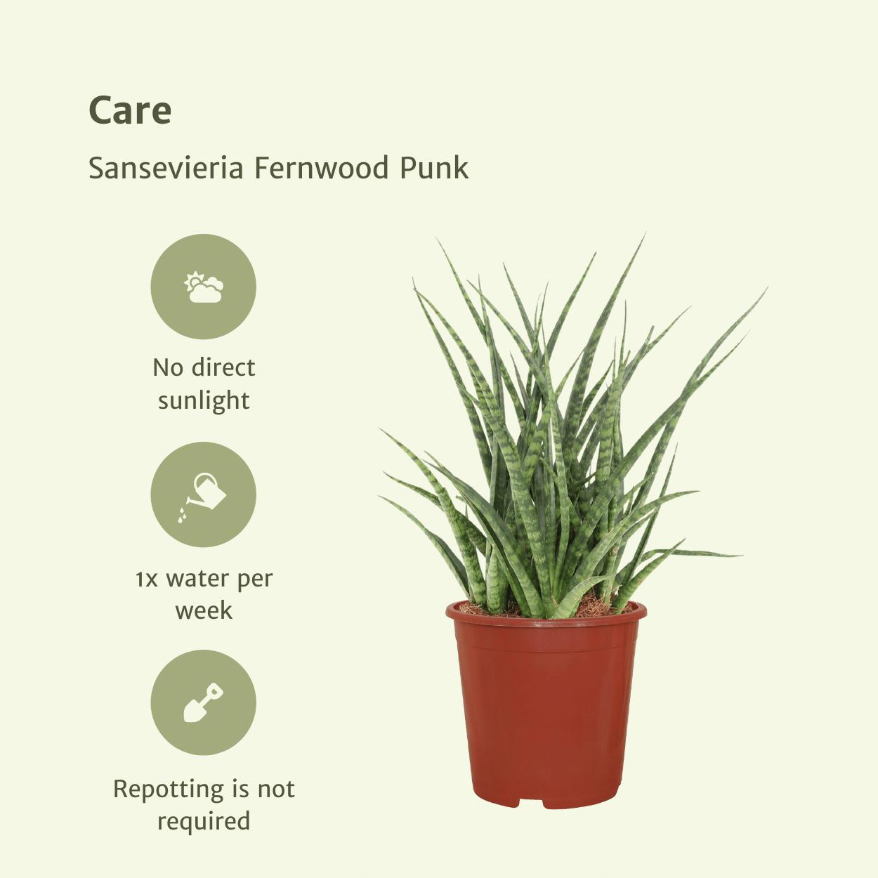 Sansevieria Fernwood Punk (vrouwentong) - 2 stuks - Ø12cm - ↕30cm