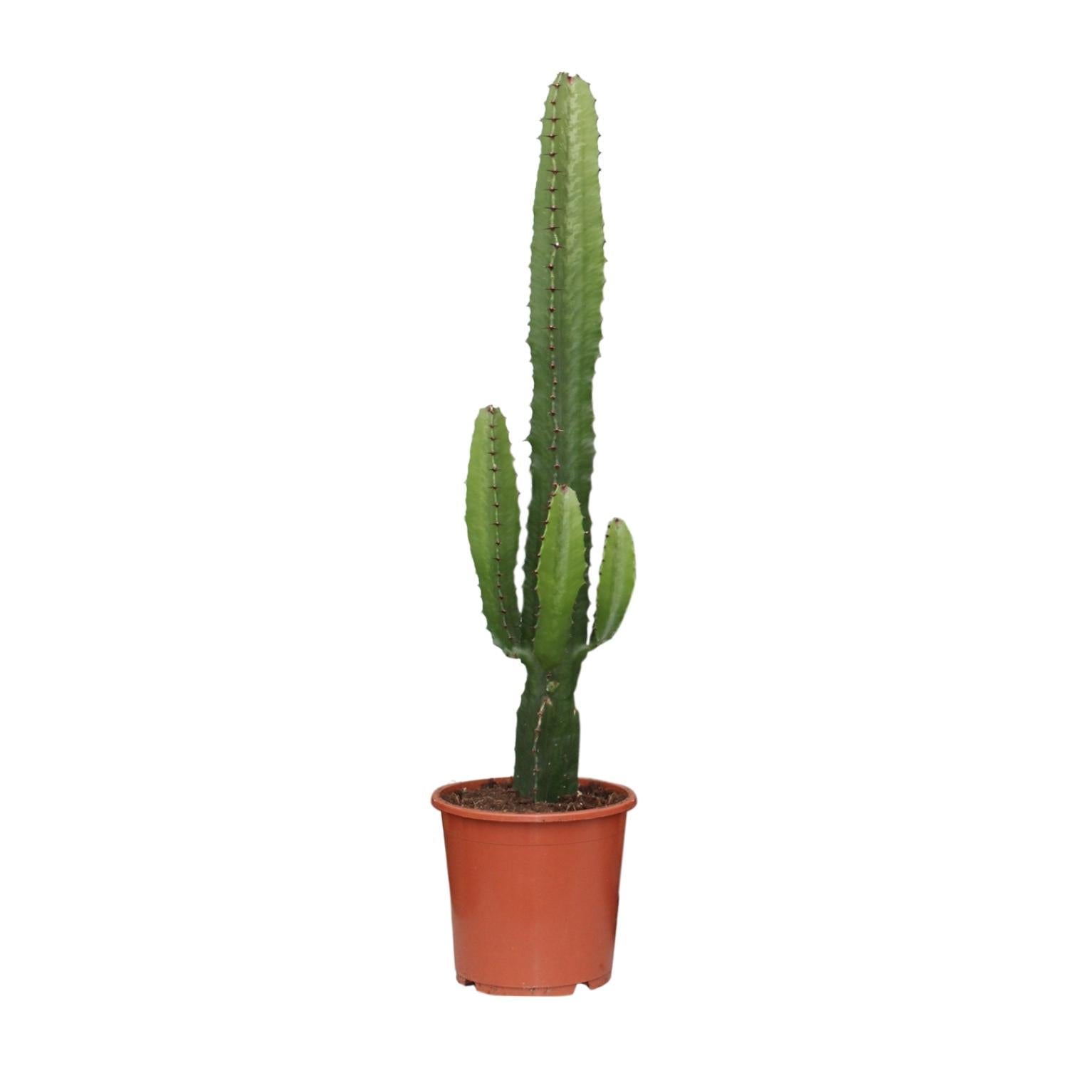 Weihnachtsstern Euphorbia Acrurensis - Ø17 - ↨50cm