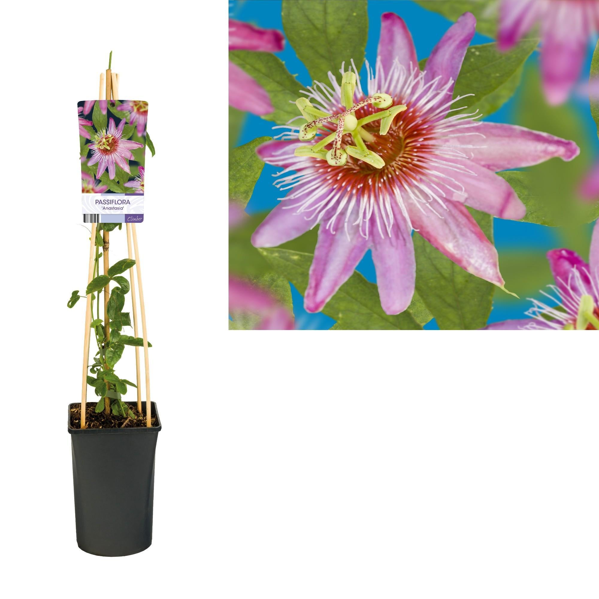 Passiflora 'Anastasia' +lichtlabel