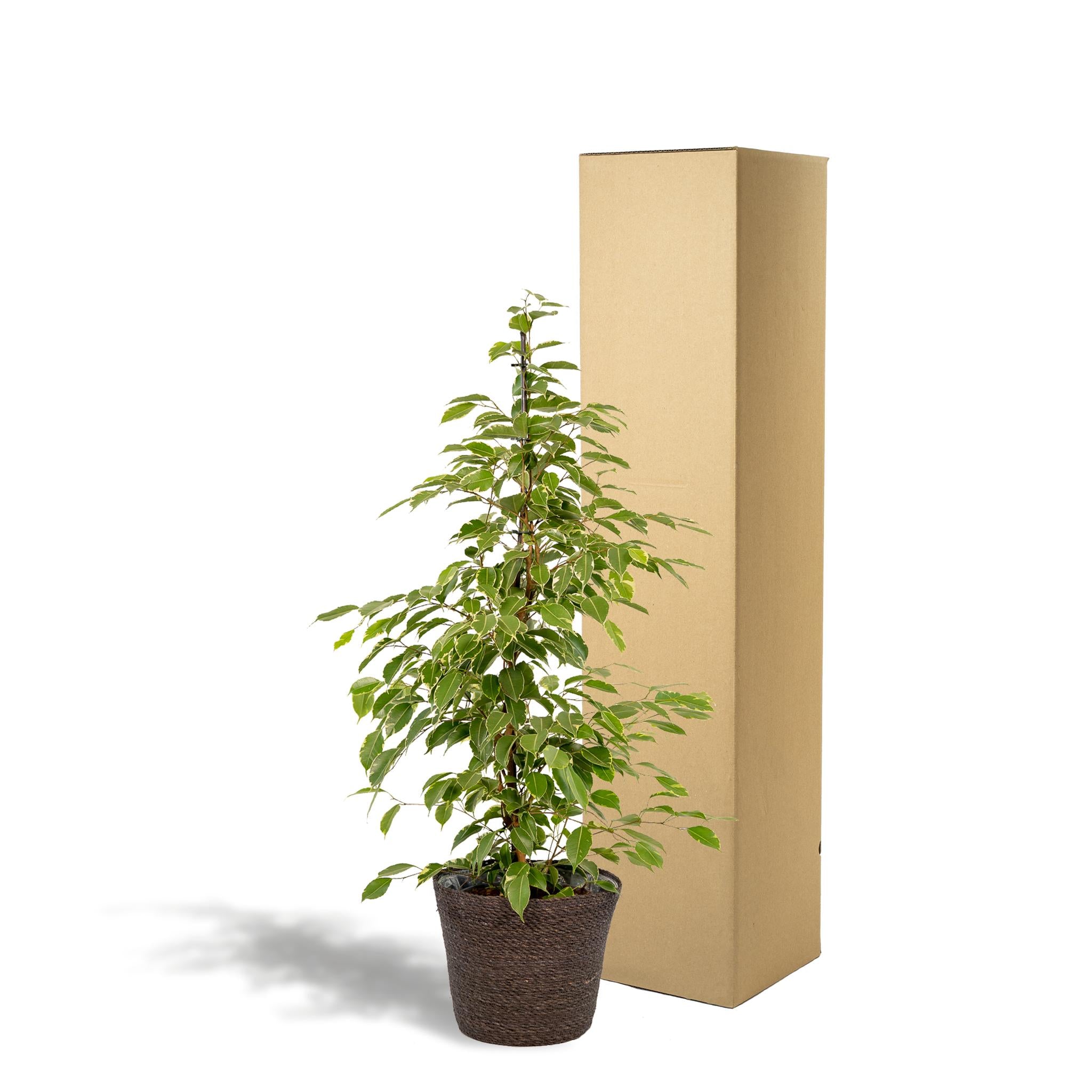 Birkenfeige - Ficus Benjamina Golden King - Ø21cm - ↕95cm + Korb Igmar