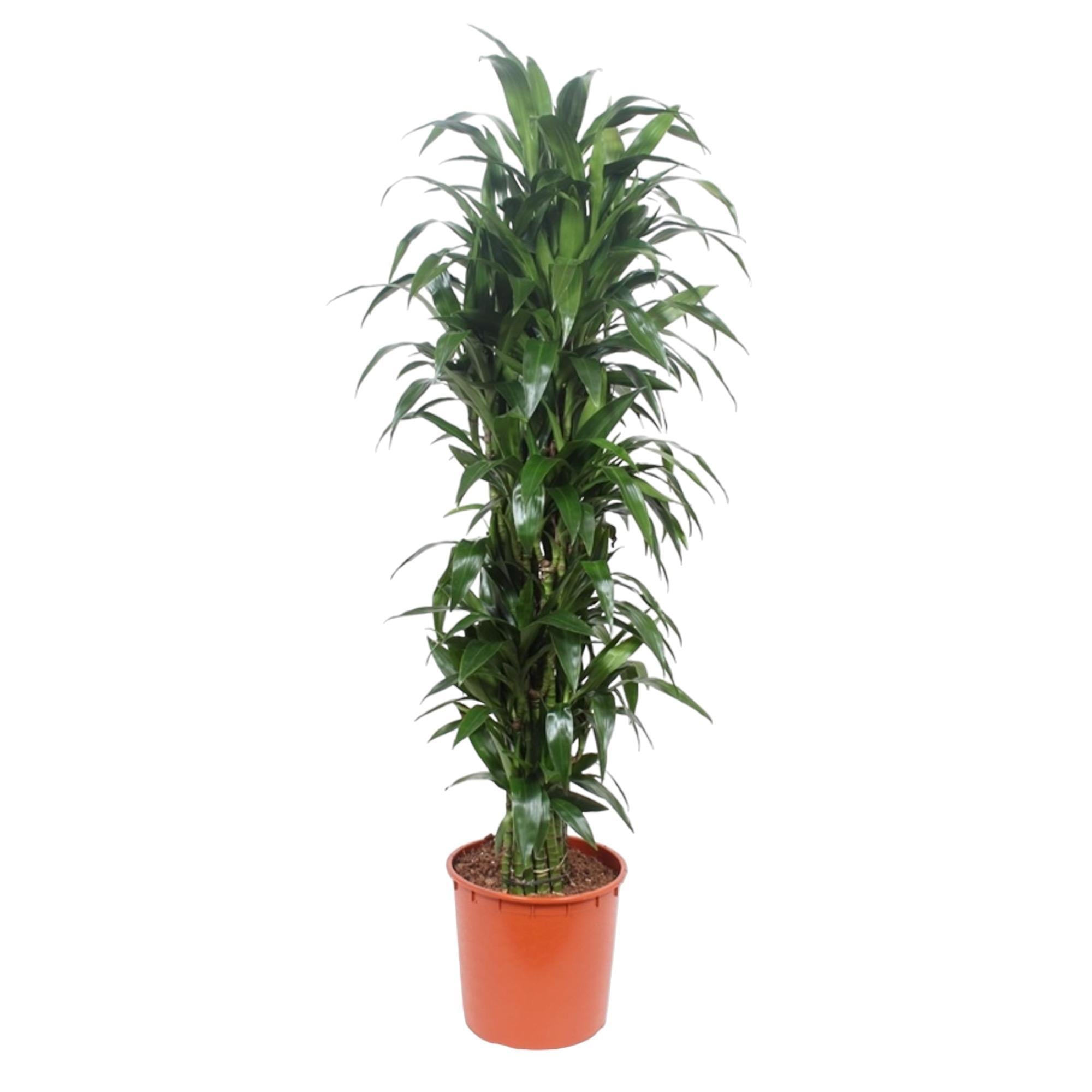 Drachenbaum Janet Craig - Dracaena Janet Craig - 170 cm - ø34