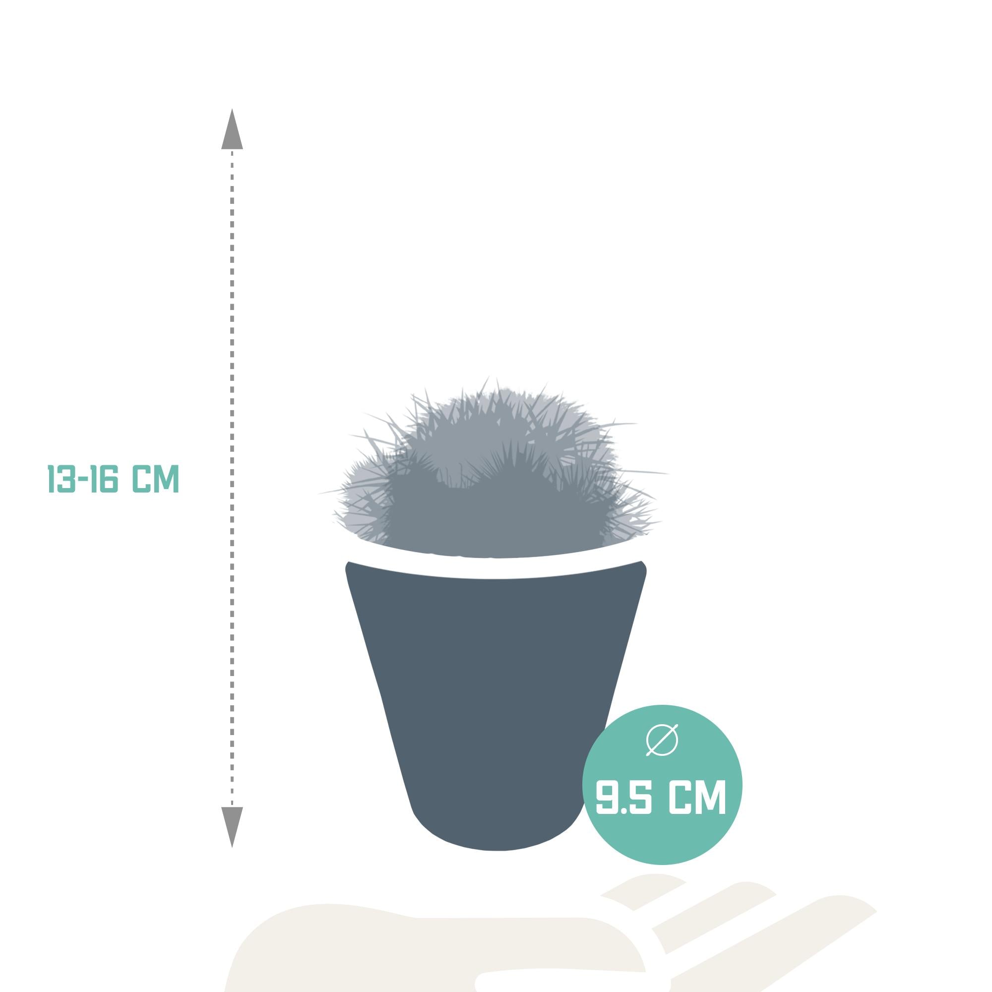 Kaktus Bolcactus-Mischung 8,5 cm - iim weißen Topf