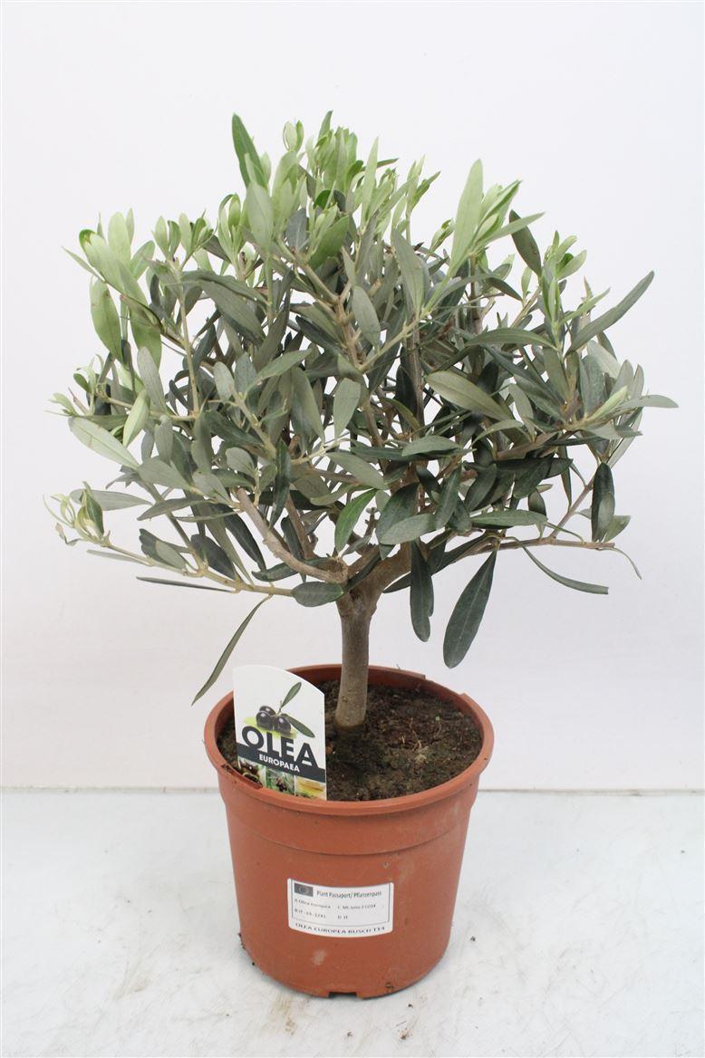 Olea Olive Europaea Strauch - 1241 - Ø15cm - ↕40cm