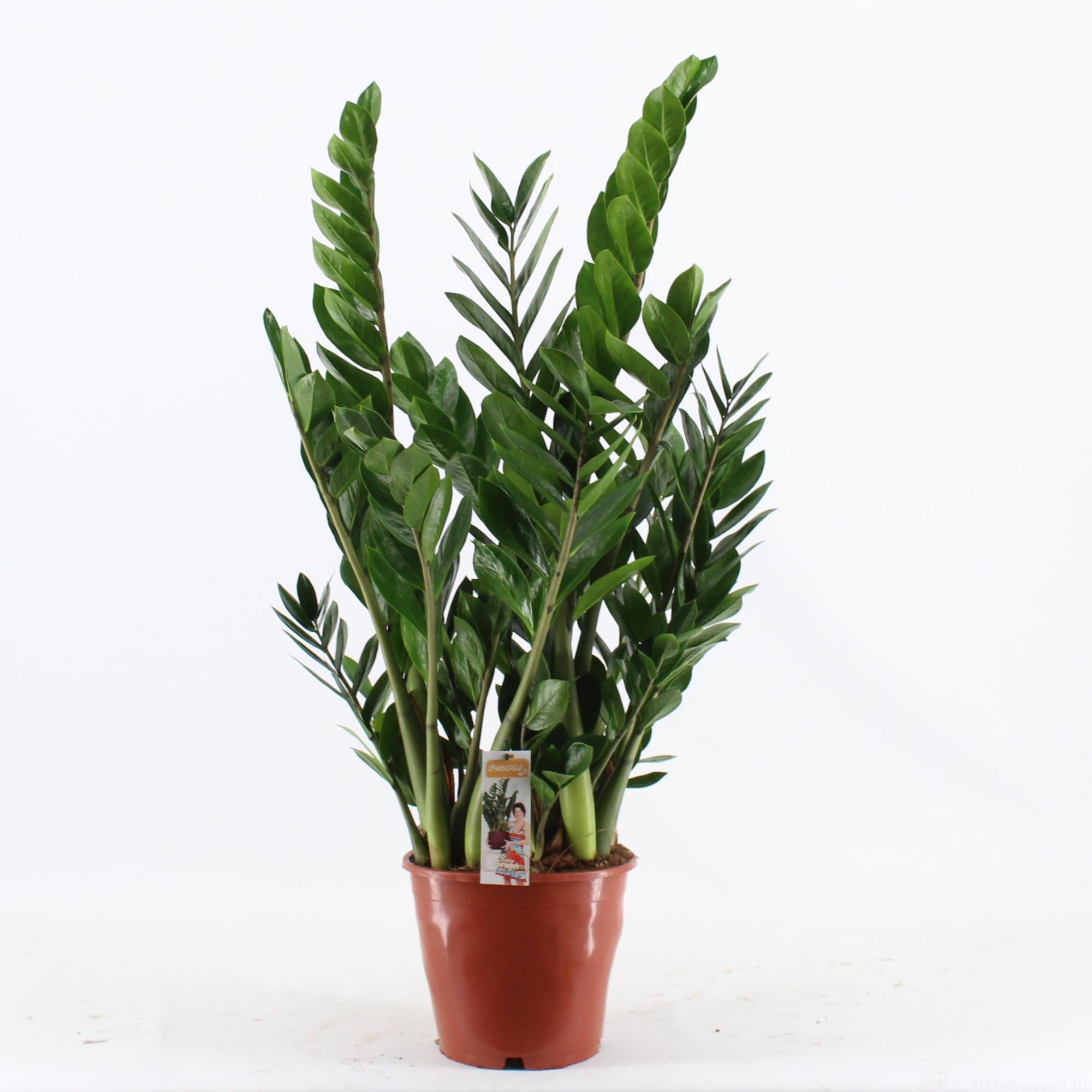 Zamioculcas Pot 24 - Ø24cm - ↕100cm