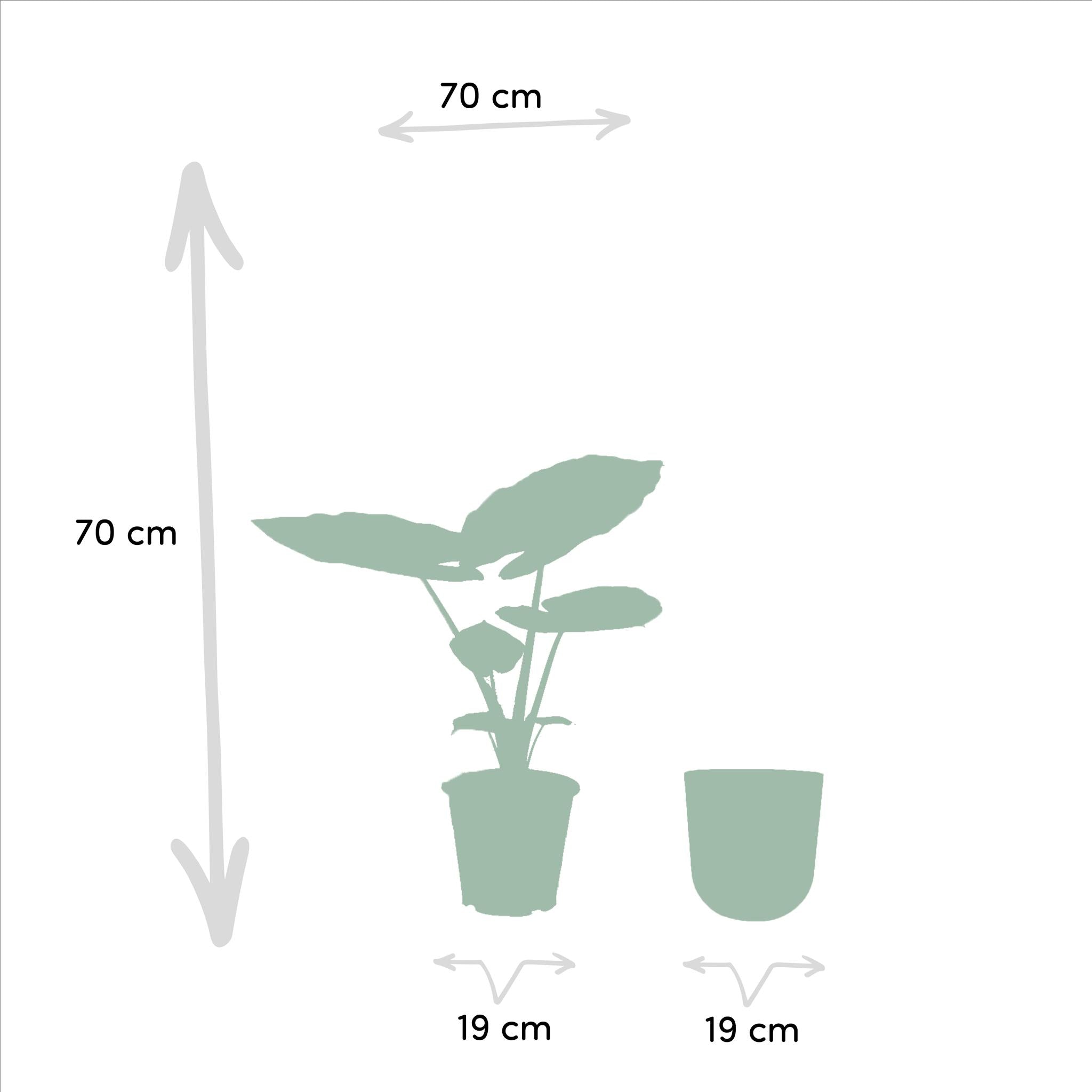 Riesenelefantenohr - Alocasia Macrorrhiza - Ø19cm - ↕70cm + Topf Mayk Gold