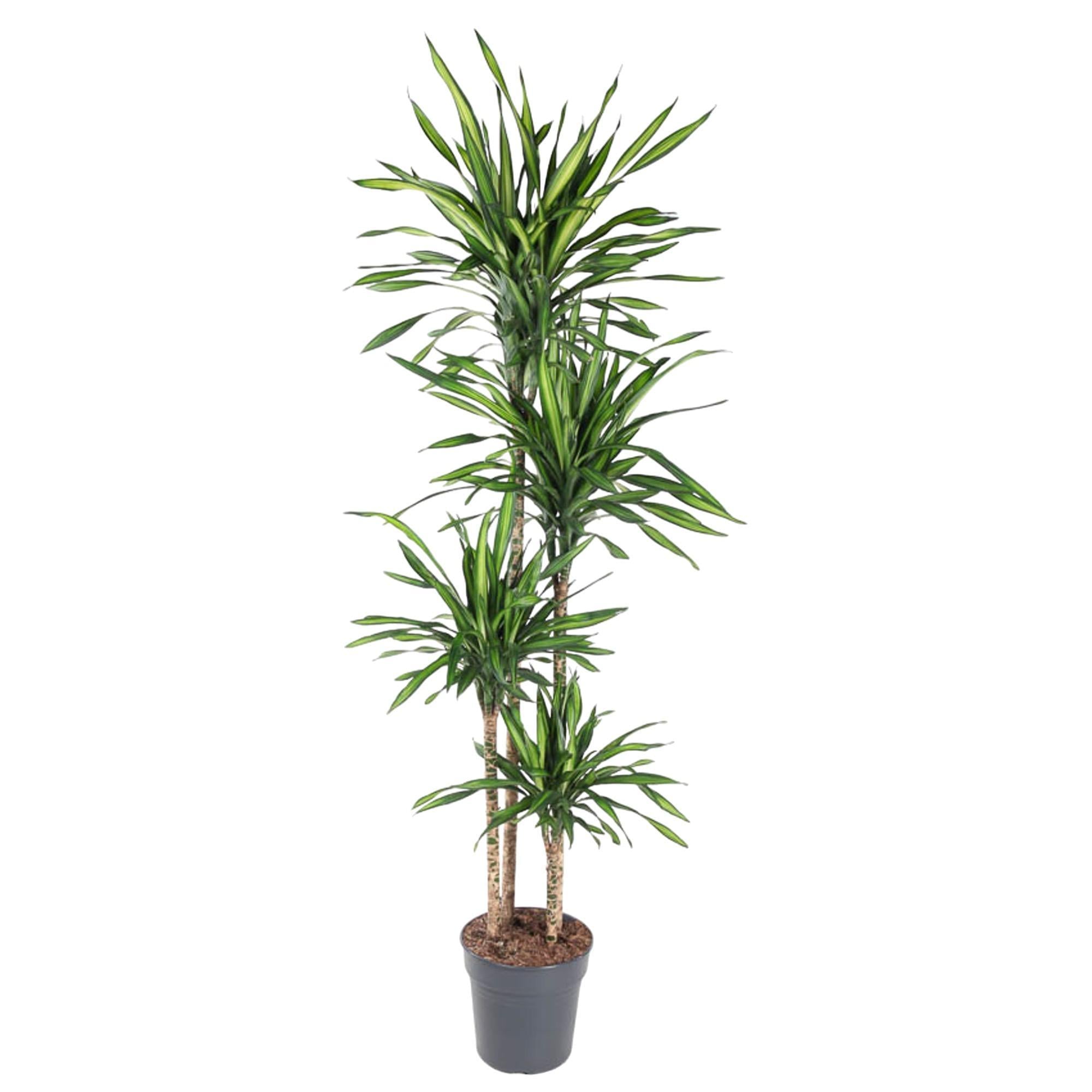 Drachenbaum Riki - Dracaena Riki - 180 cm - ø27