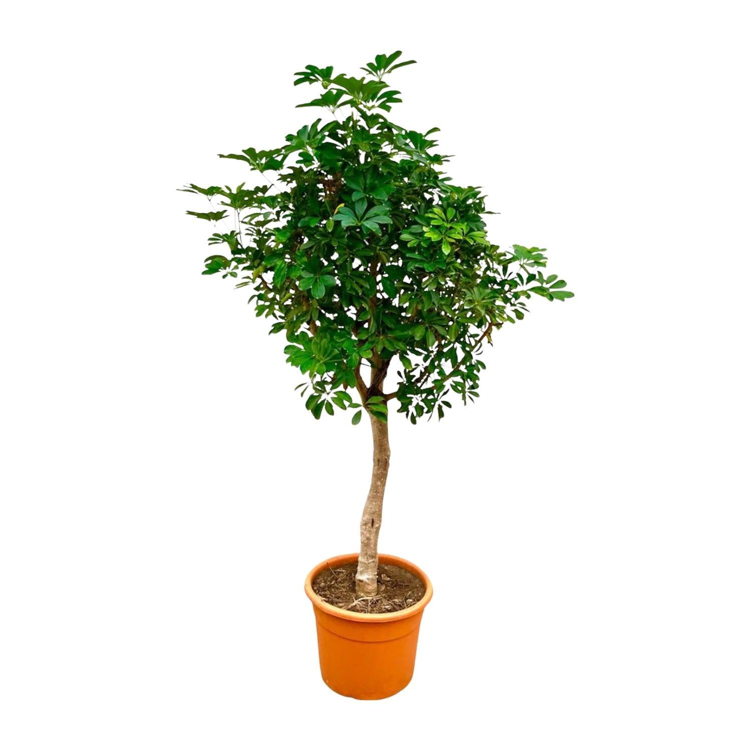 Schefflera mit stamm - 225cm - ø45