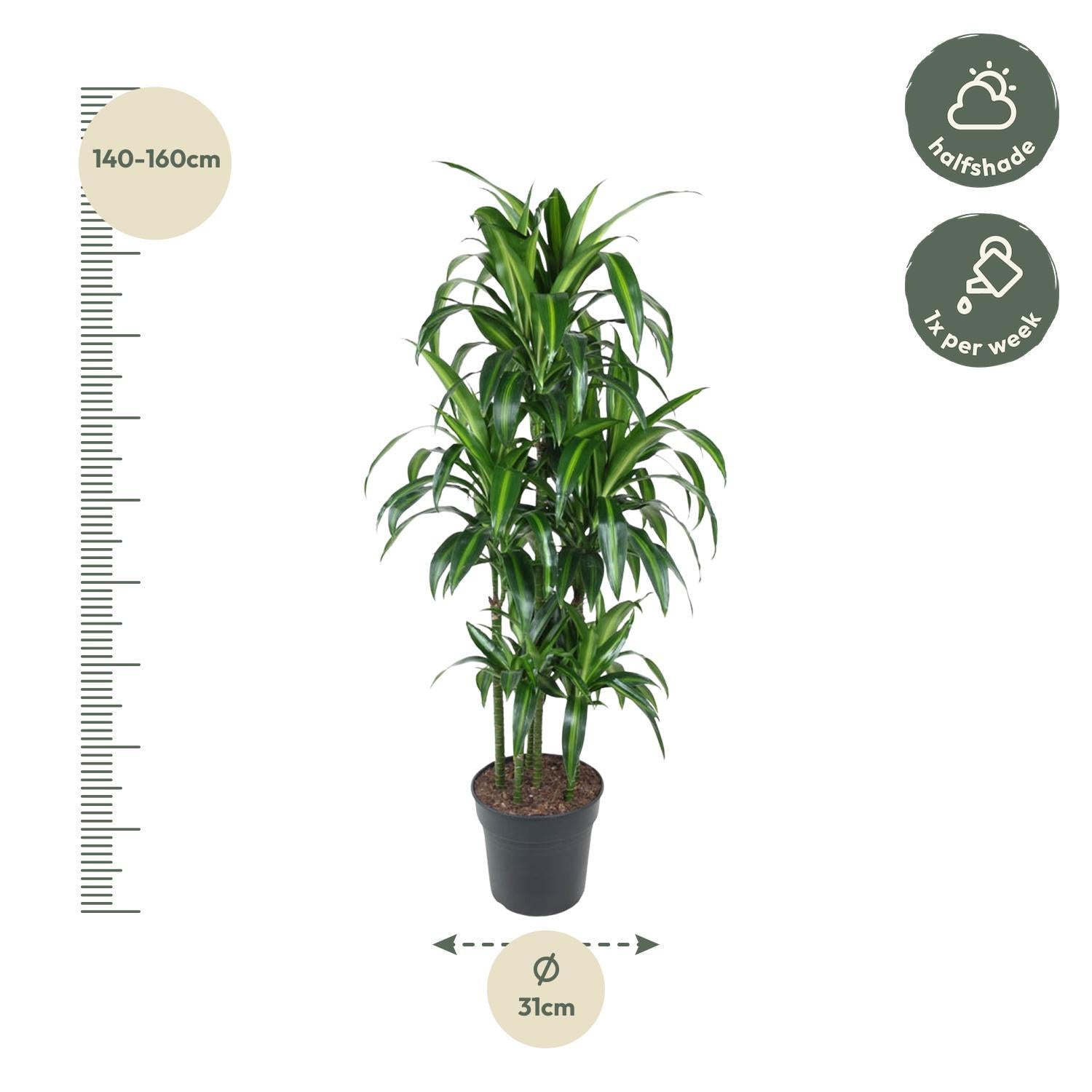 Drachenbaum Hawai auch hawaiianische Ti-Pflanze - Dracaena Hawaiiana Carrousel - 150 cm - ø31