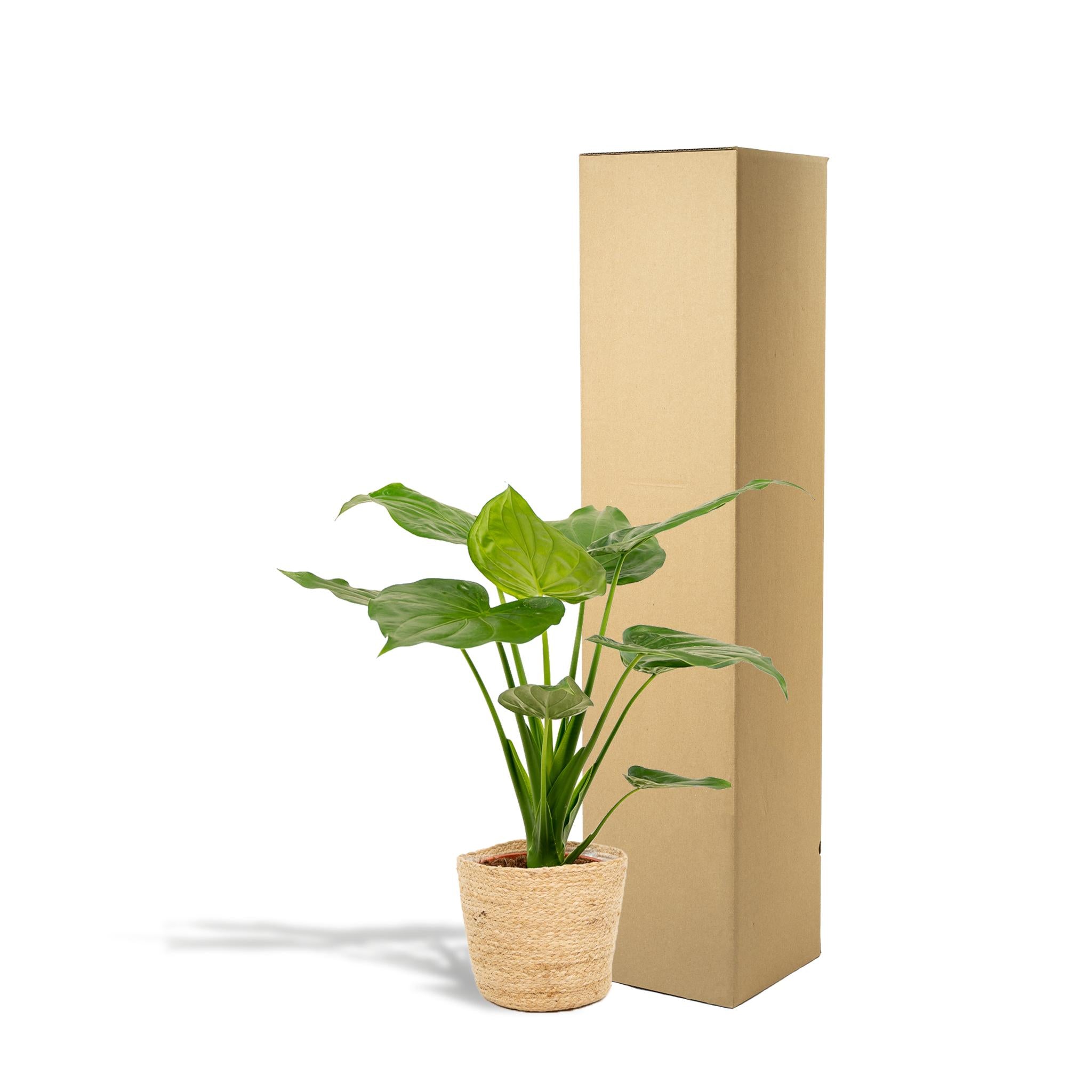 Zwerg Elefantenohr - Alocasia Cucullata - Ø19cm - ↕65cm + Korb Selin