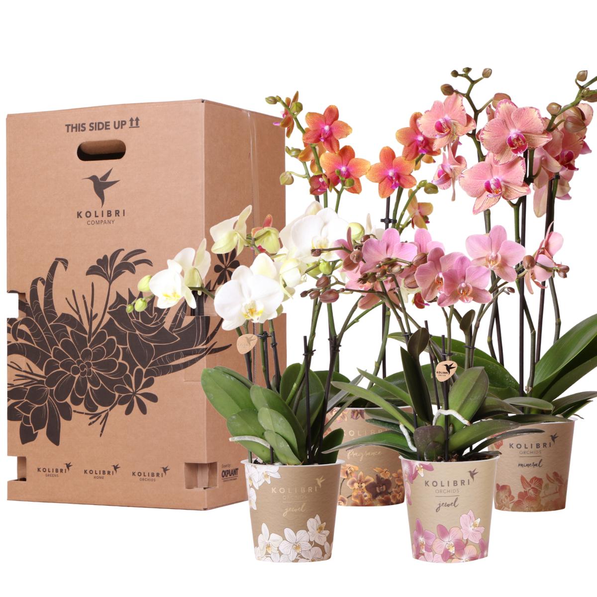 Orchidee Überraschungsbox Mix - Pflanzen-Vorteilsbox - Überraschungsbox mit 4 verschiedenen Orchideen 12cm - Frisch vom Züchter