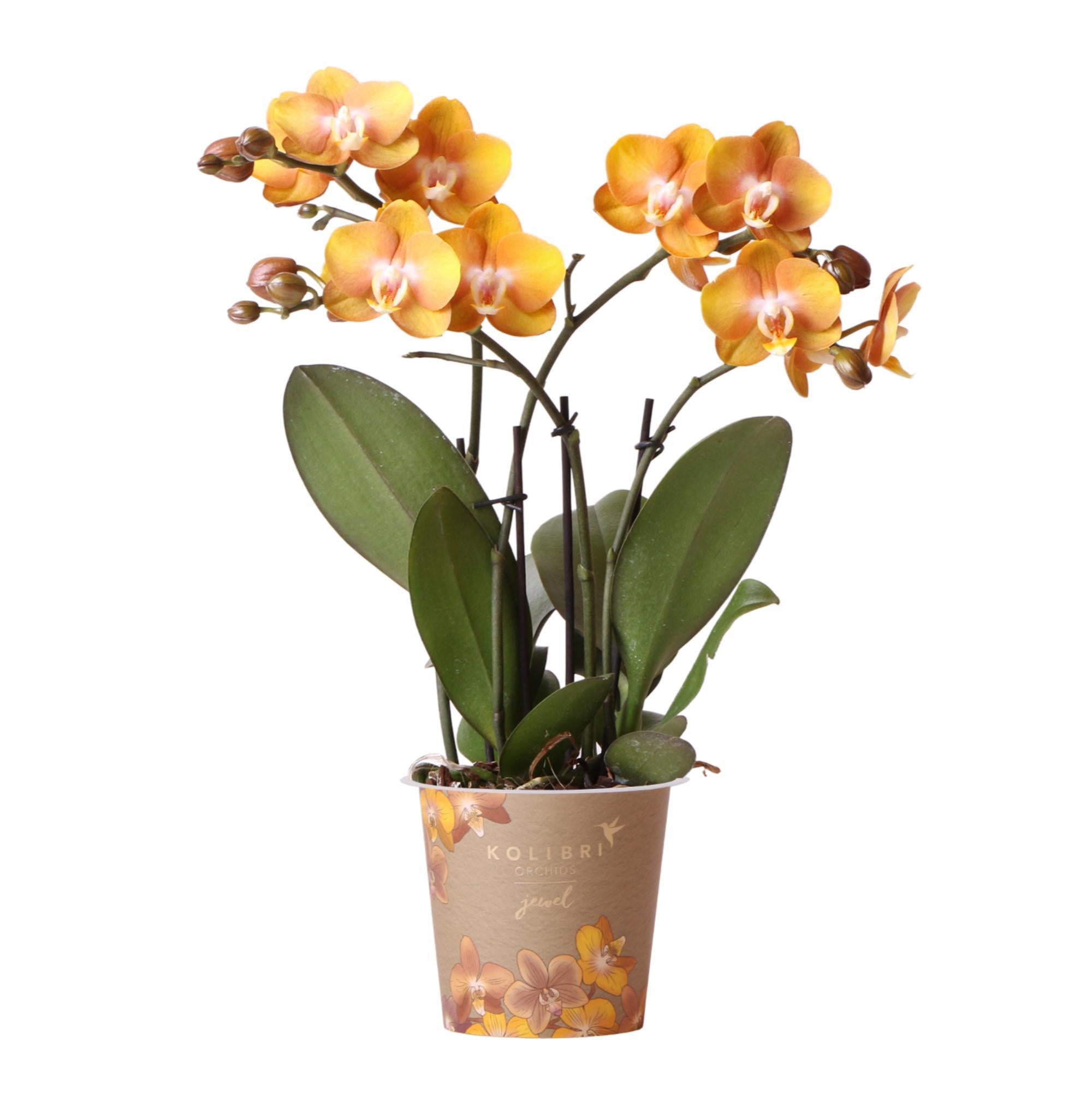 Kolibrie-orchideeën | Oranje-gouden Phalaenopsis orchidee - Jewel Las Vegas - potmaat Ø12cm | bloeiende potplant - vers van de veredelaar