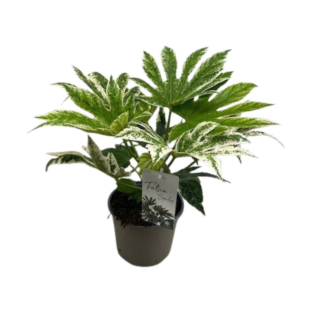 Japanische Aralie Spiderweb - Fatsia Japonica Spider Web - Ø17cm - ↕40cm