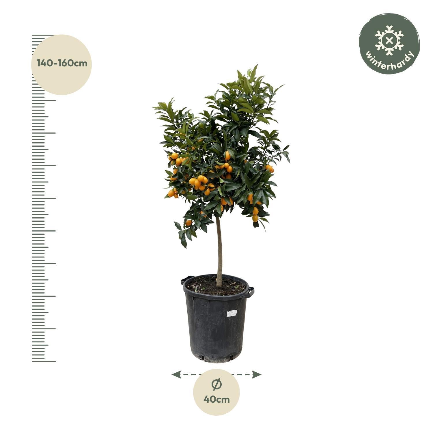 Kumquatbaum Fortunelle - Citrus Kumquat - 150 cm - ø40