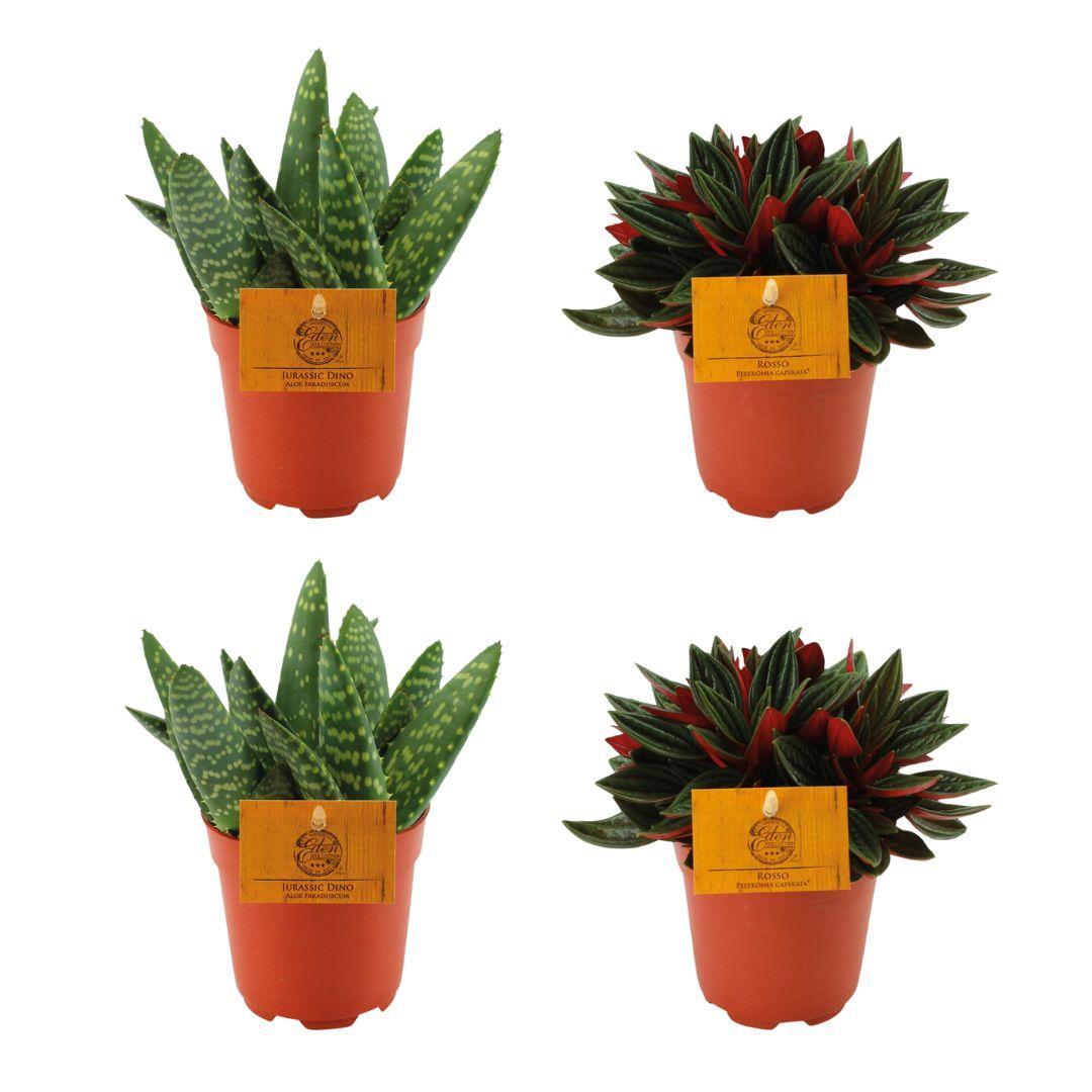 Planzen Mix - Aloe Paradisicum x 2 + 2x  Peperomia Rosso - 4 stück - Ø10.5cm - ↕10cm