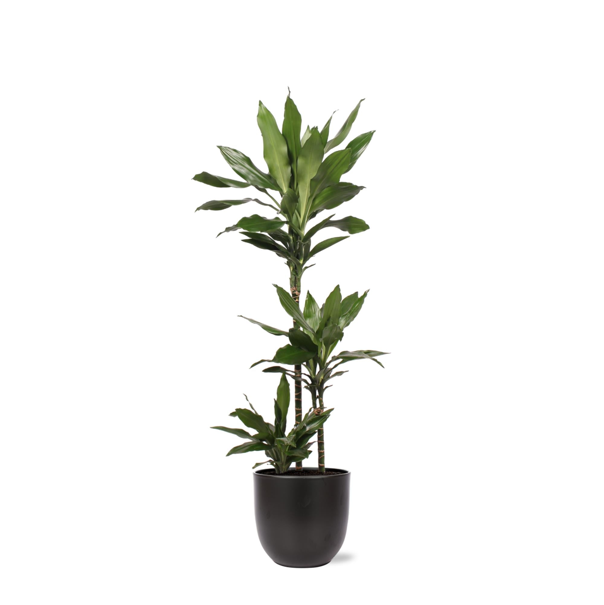 Drachenbaum Janet Lind - Dracaena Janet Lind Ø24cm ↕120cm in Boule ANTRACIET Topf