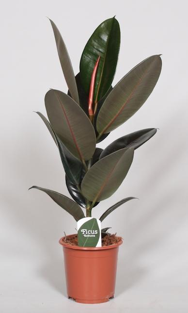 Gummibaum Ficus Elastica Abidjan - Ø17cm - ↕60cm