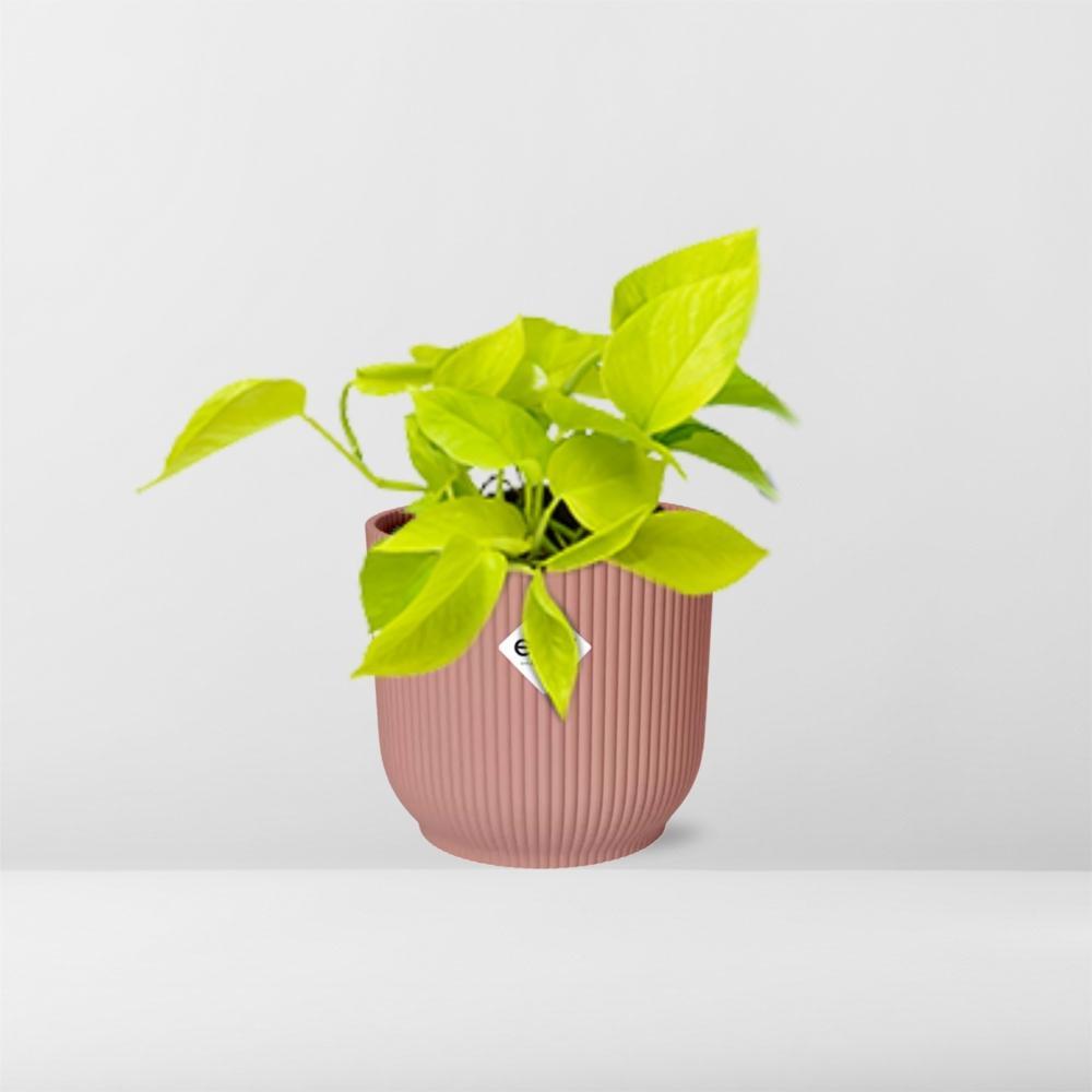 Efeutute - Epipremnum Aureum Pinnatum 'Golden Pothos' in ELHO Vibes Fold 14cm Topf rosa