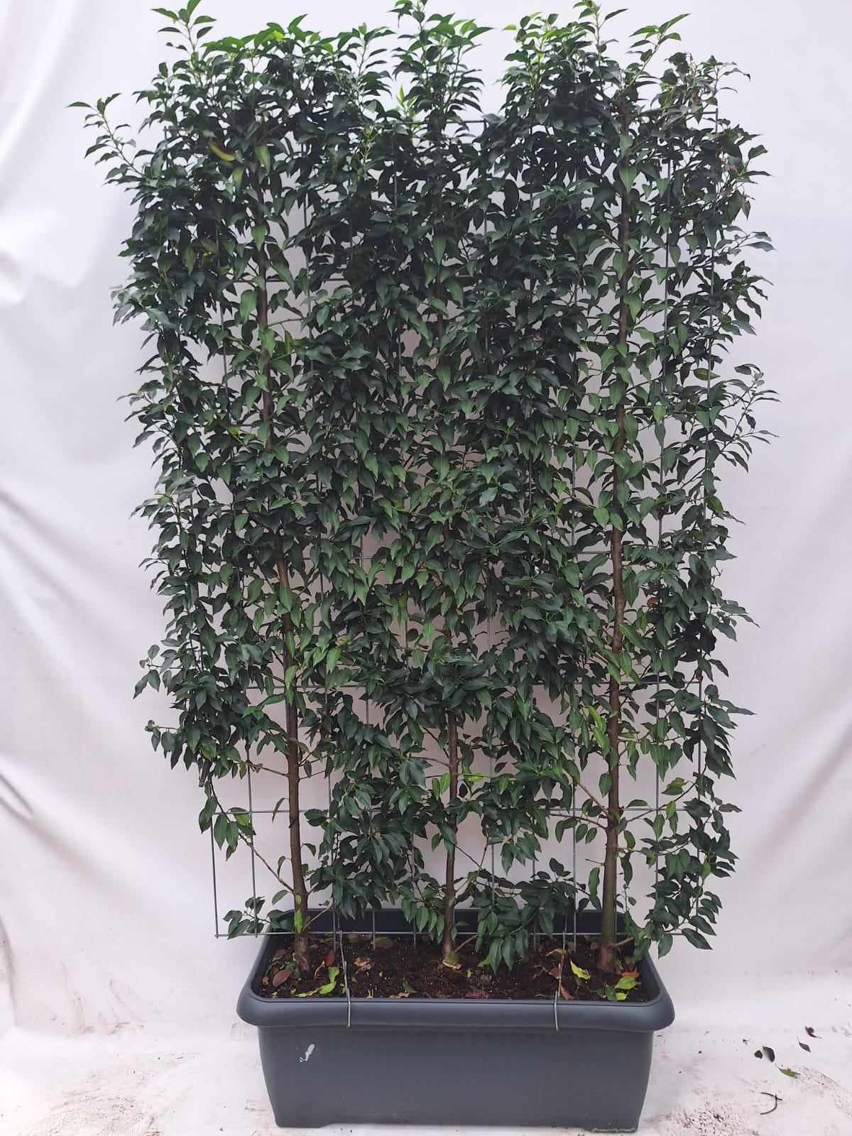 Portugiesiche Lorbeerkirsche - Prunus l. 'Angustifolia' - Fertighecke - 120 x 180 cm - 1 pcs