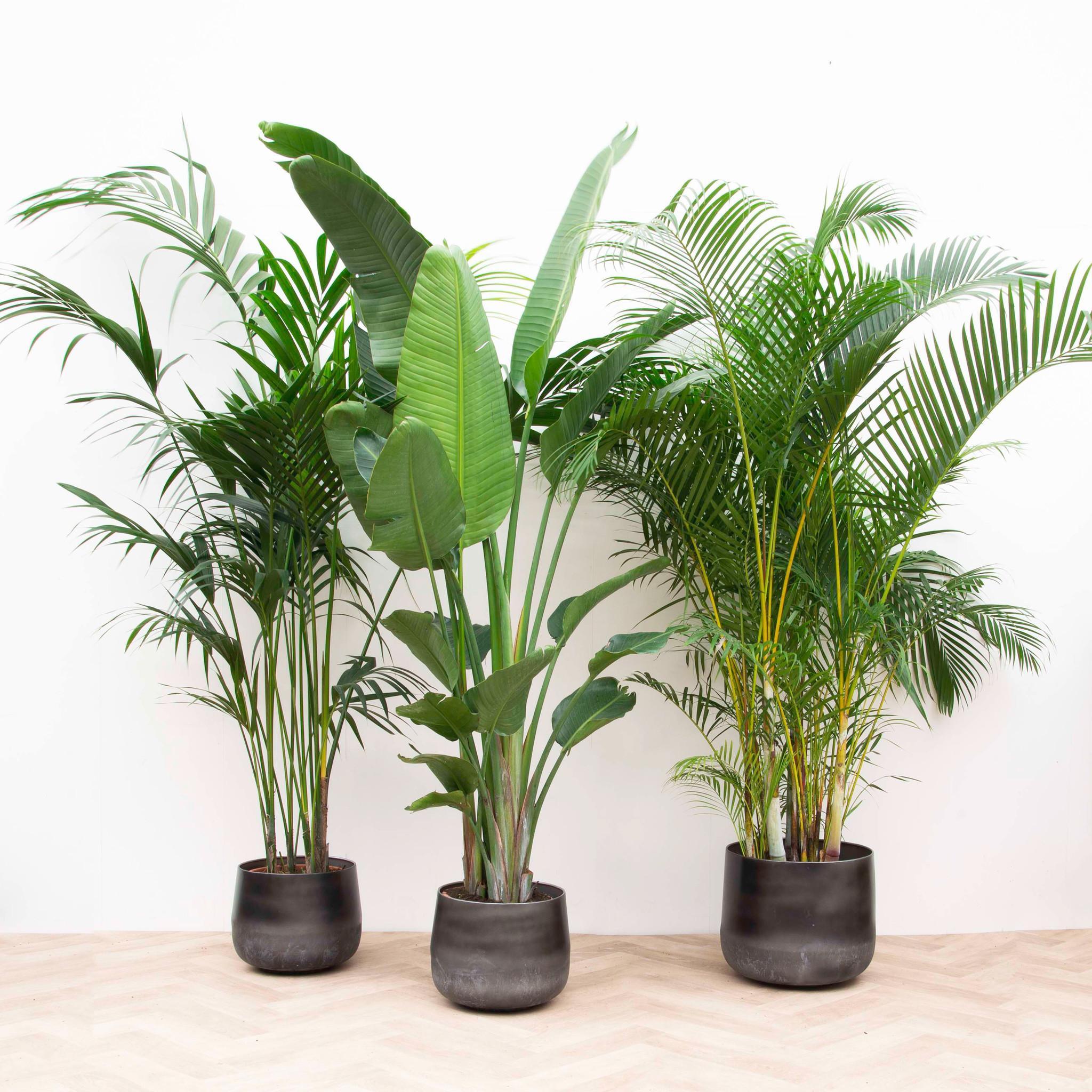 Combideal XXL - Kentia 200 cm, Strelitzia Nicolai 225 cm, Areca 200 cm