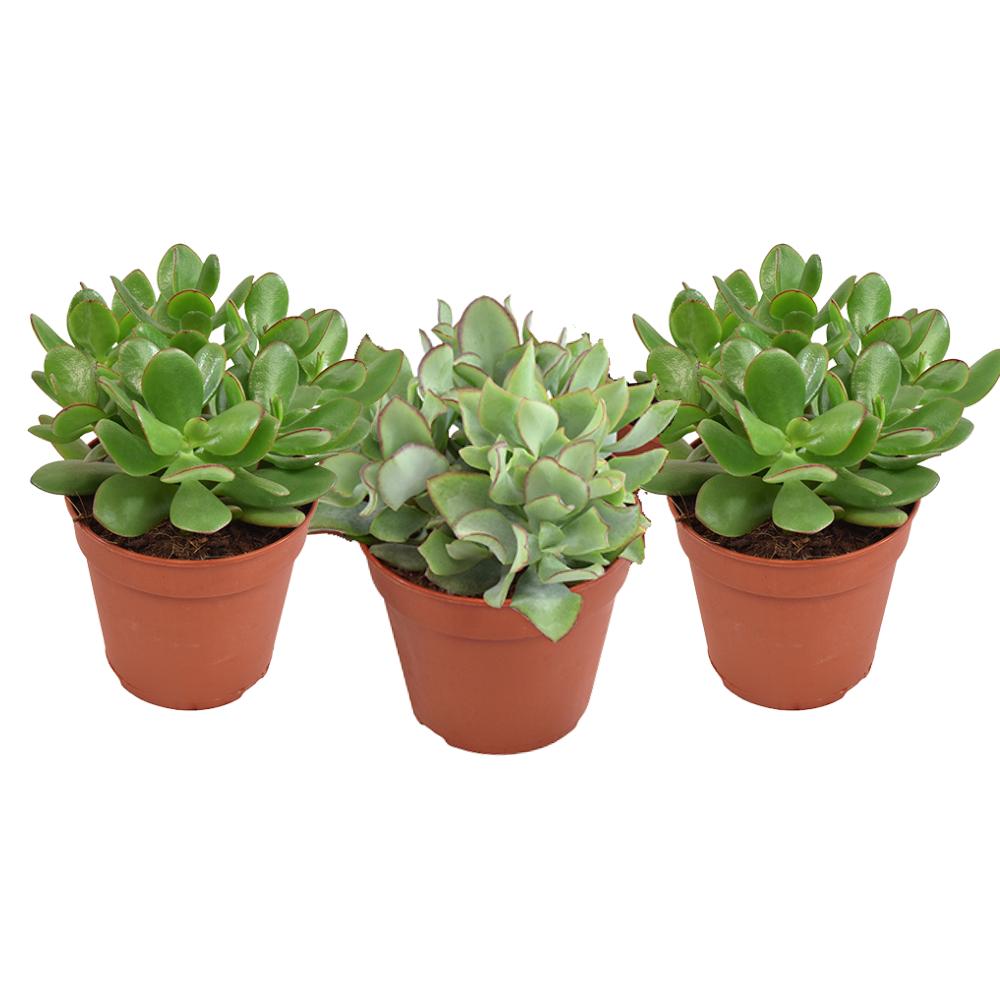 Gummibaum Mix - Crassula Mix - Geldbaum, Jadepflanze, - Ø12cm ↕20cm  3 Stück