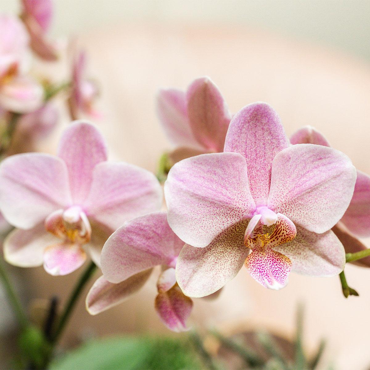 Orchidee 2 altrosa Phalaenopsis Orchideen - Treviso - Topfgröße Ø12cm | blühende Zimmerpflanze - frisch vom Züchter